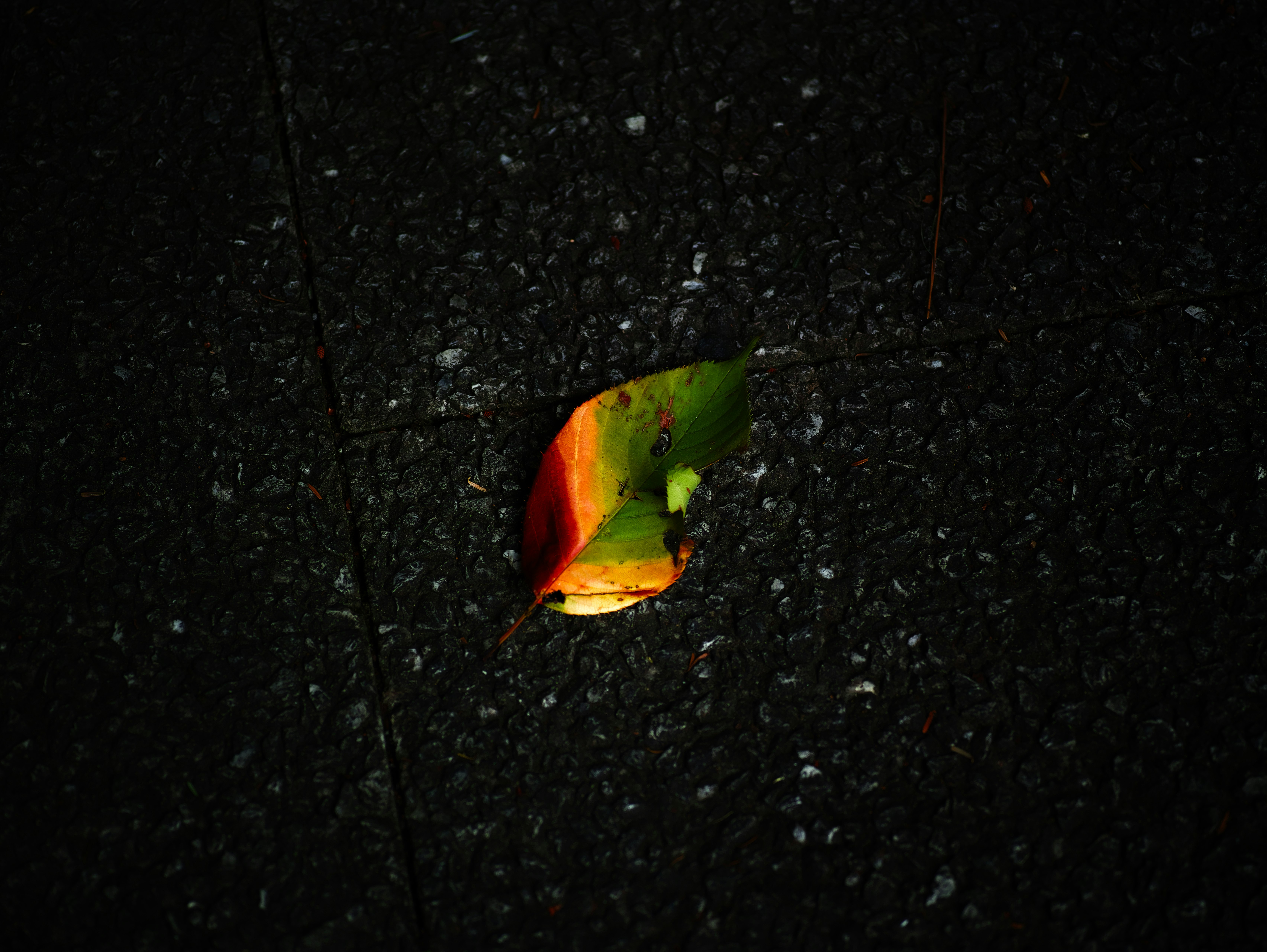雨上がりの路面に落ちた色鮮やかな葉
