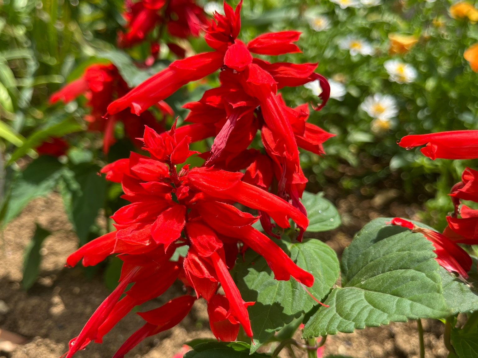 Acercamiento de flores rojas vibrantes en un jardín