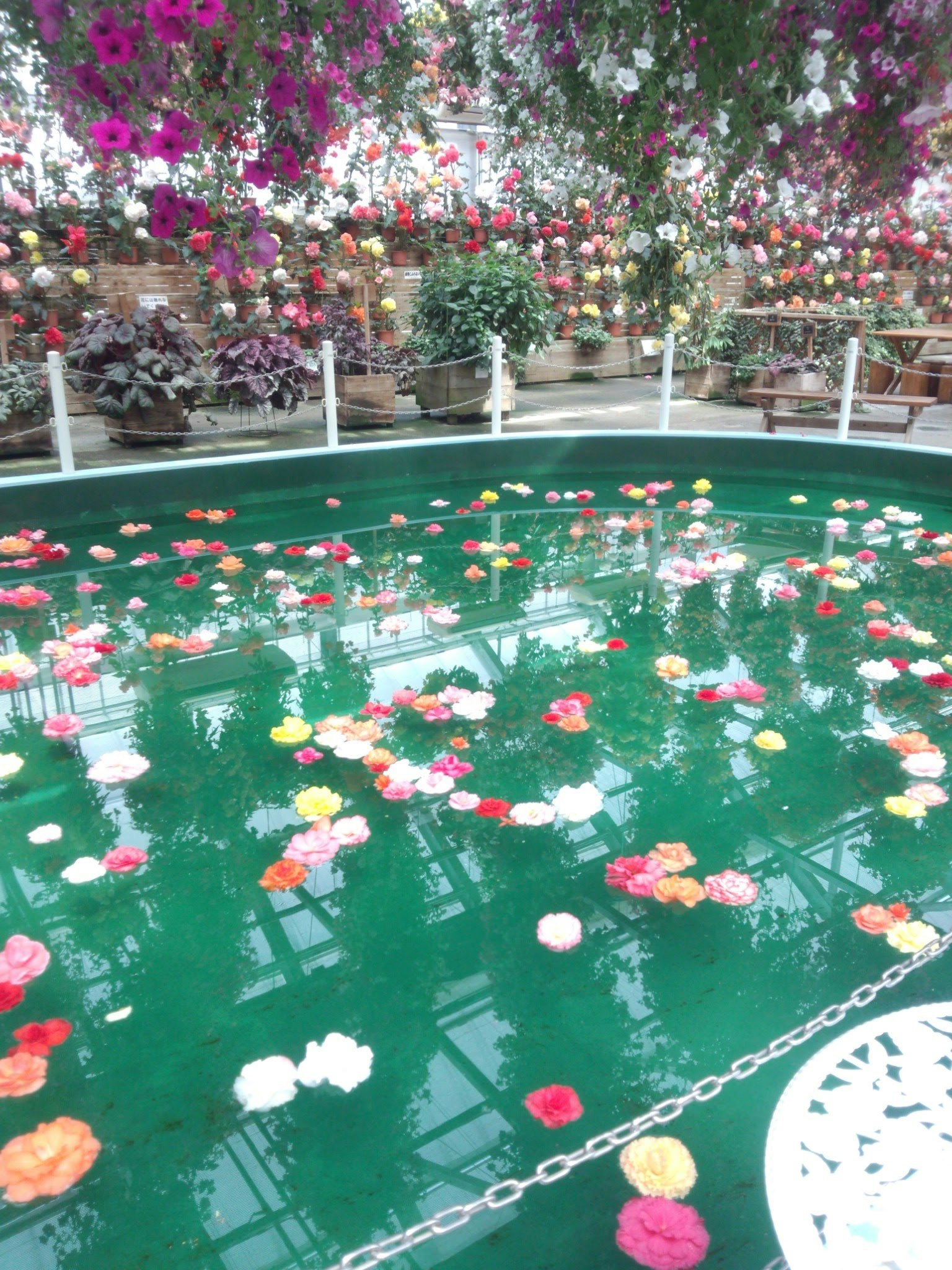 花びらが浮かぶ緑の水盤と色とりどりの花