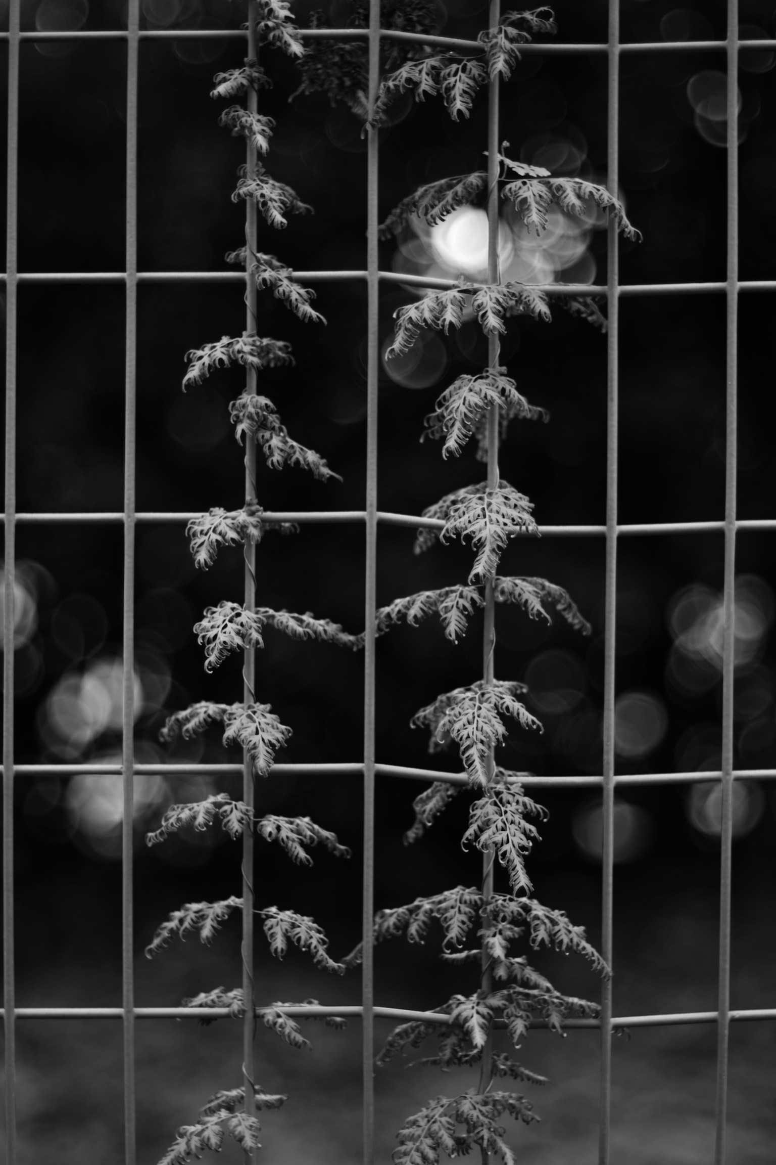 Black and white image of a wire fence with hanging leafy vines