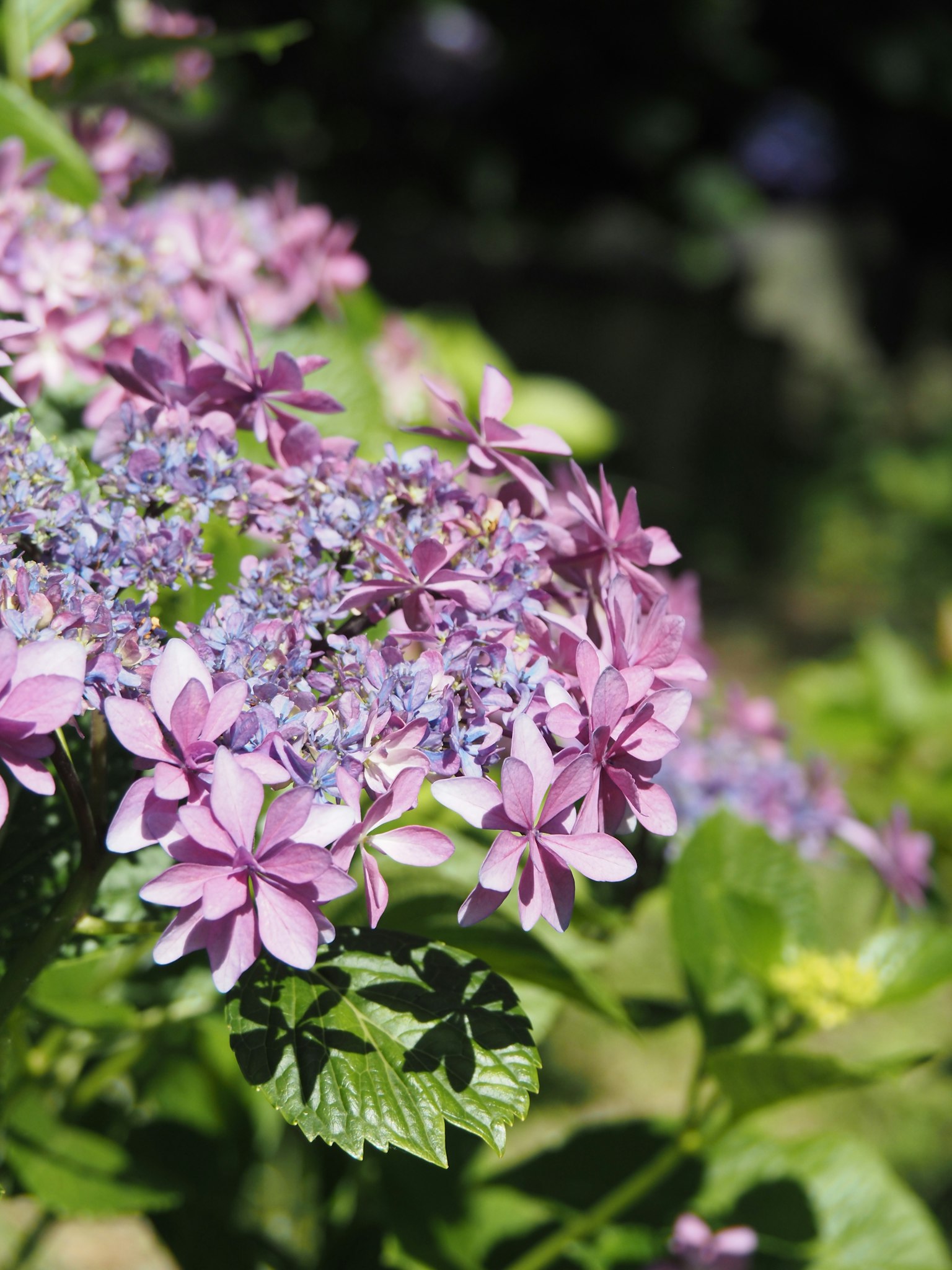 Close-up of purple flowers with green leaves surrounding them