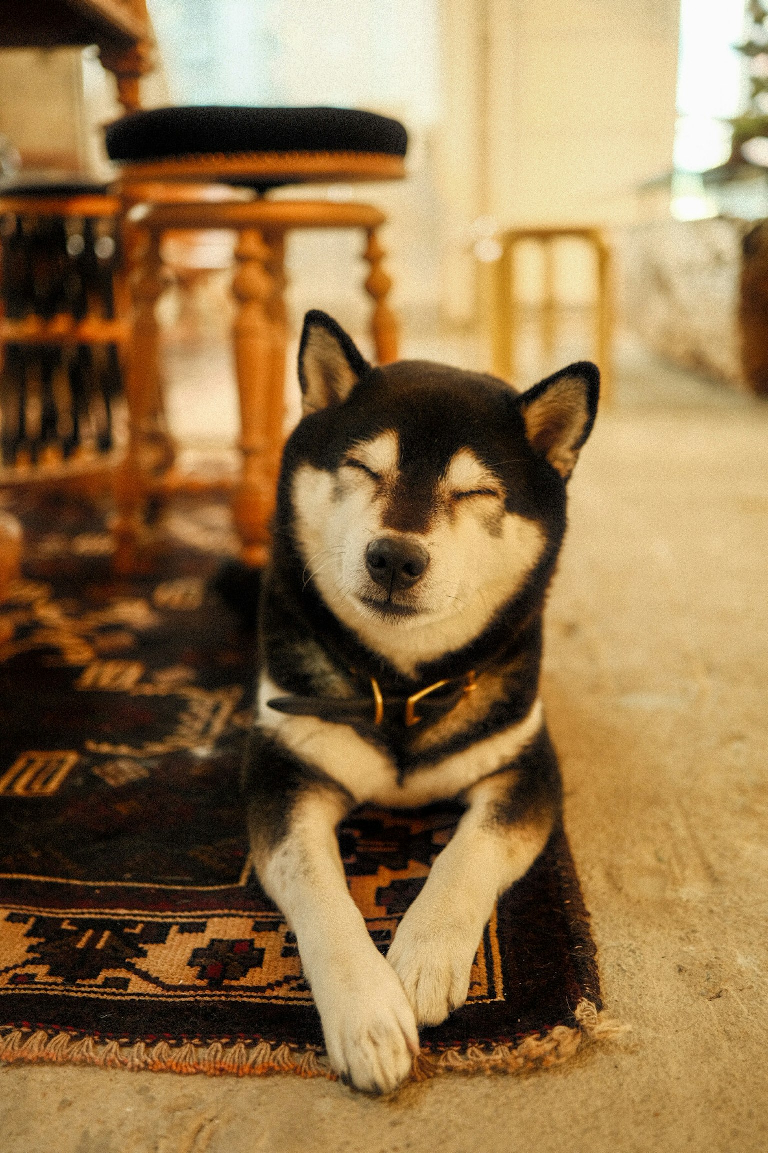Shiba Inu rilassato sdraiato su un tappeto