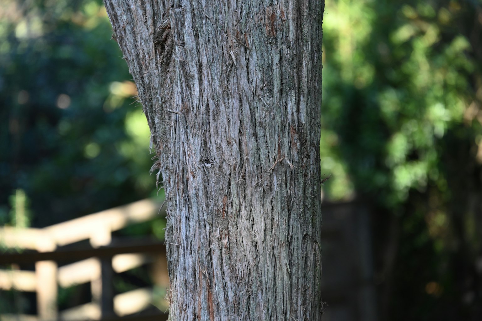 Texture détaillée d'un tronc d'arbre avec feuillage vert en arrière-plan