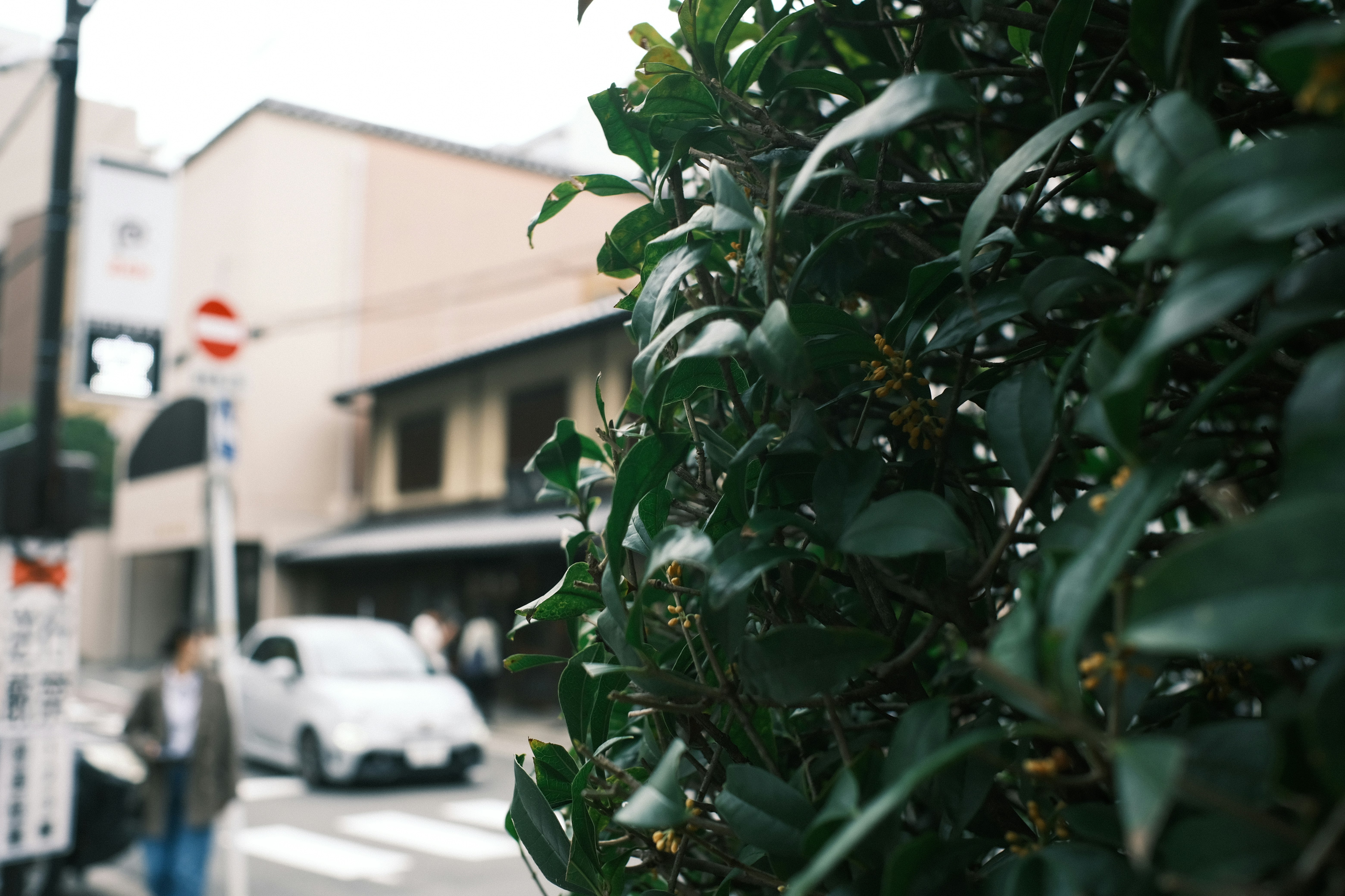 街路樹の葉が手前に広がる都市の通り景色