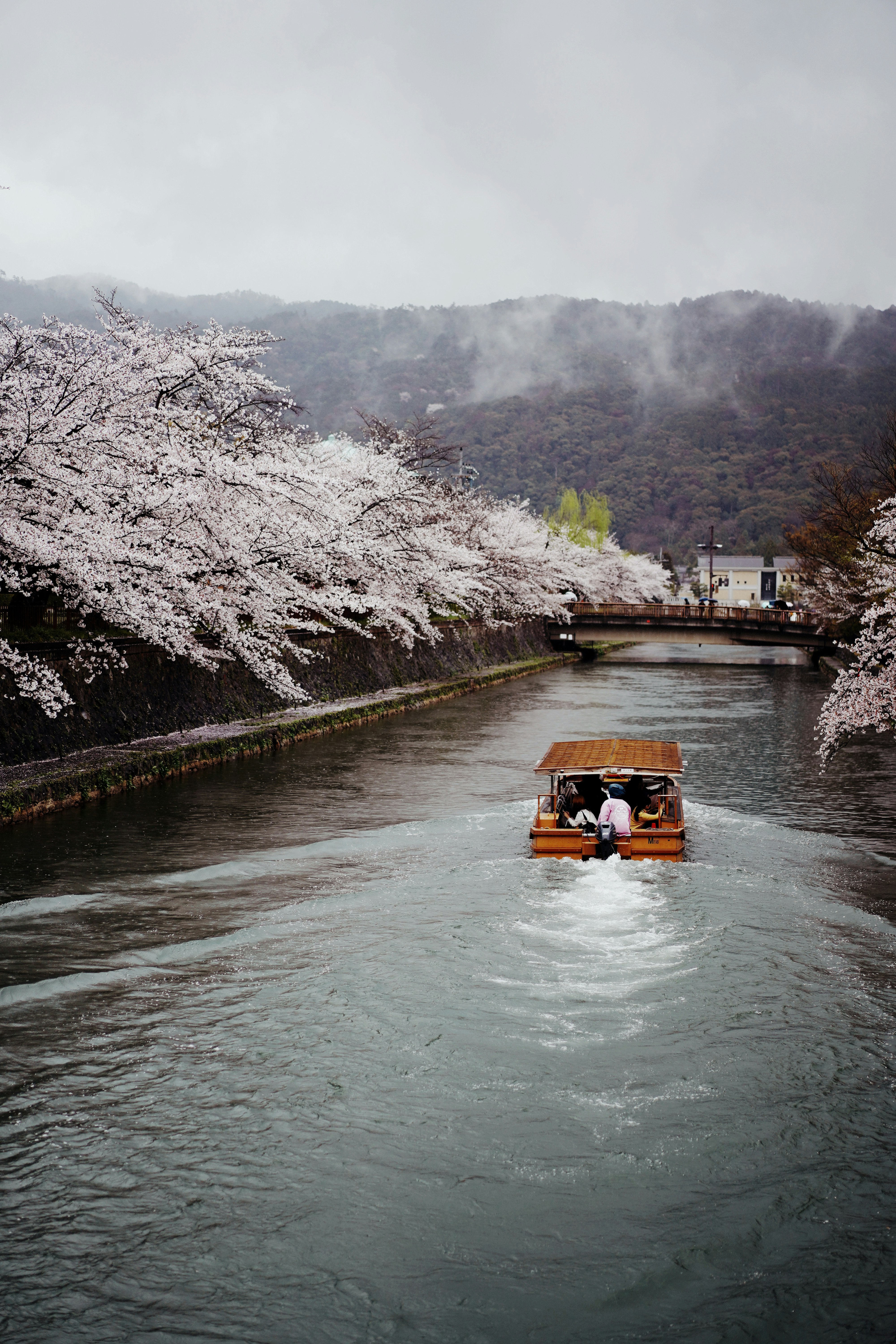 雨に霞む疏水沿いの桜並木と十石舟