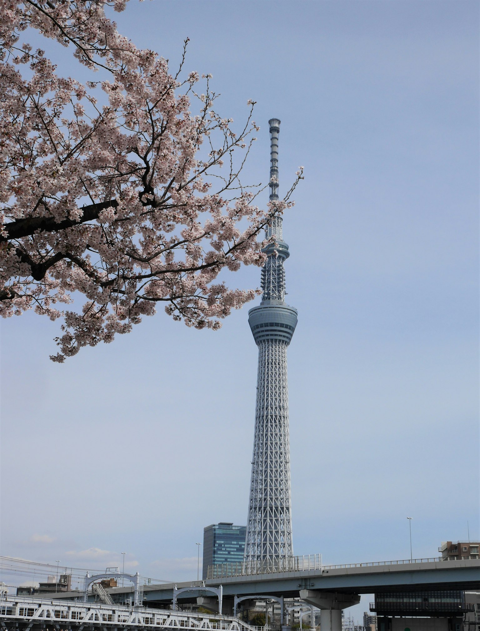 Fiori di ciliegio e paesaggio della Tokyo Skytree