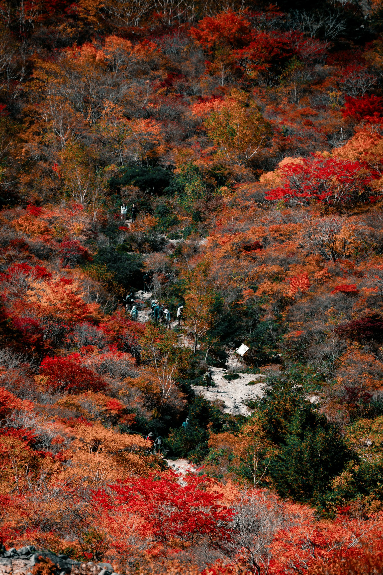秋の紅葉に彩られた渓谷の美しい風景