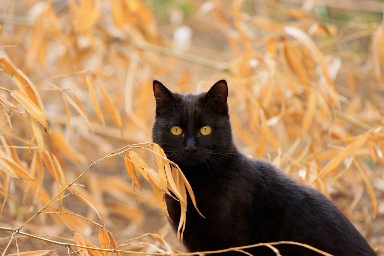 Un gato negro entre hierba dorada seca
