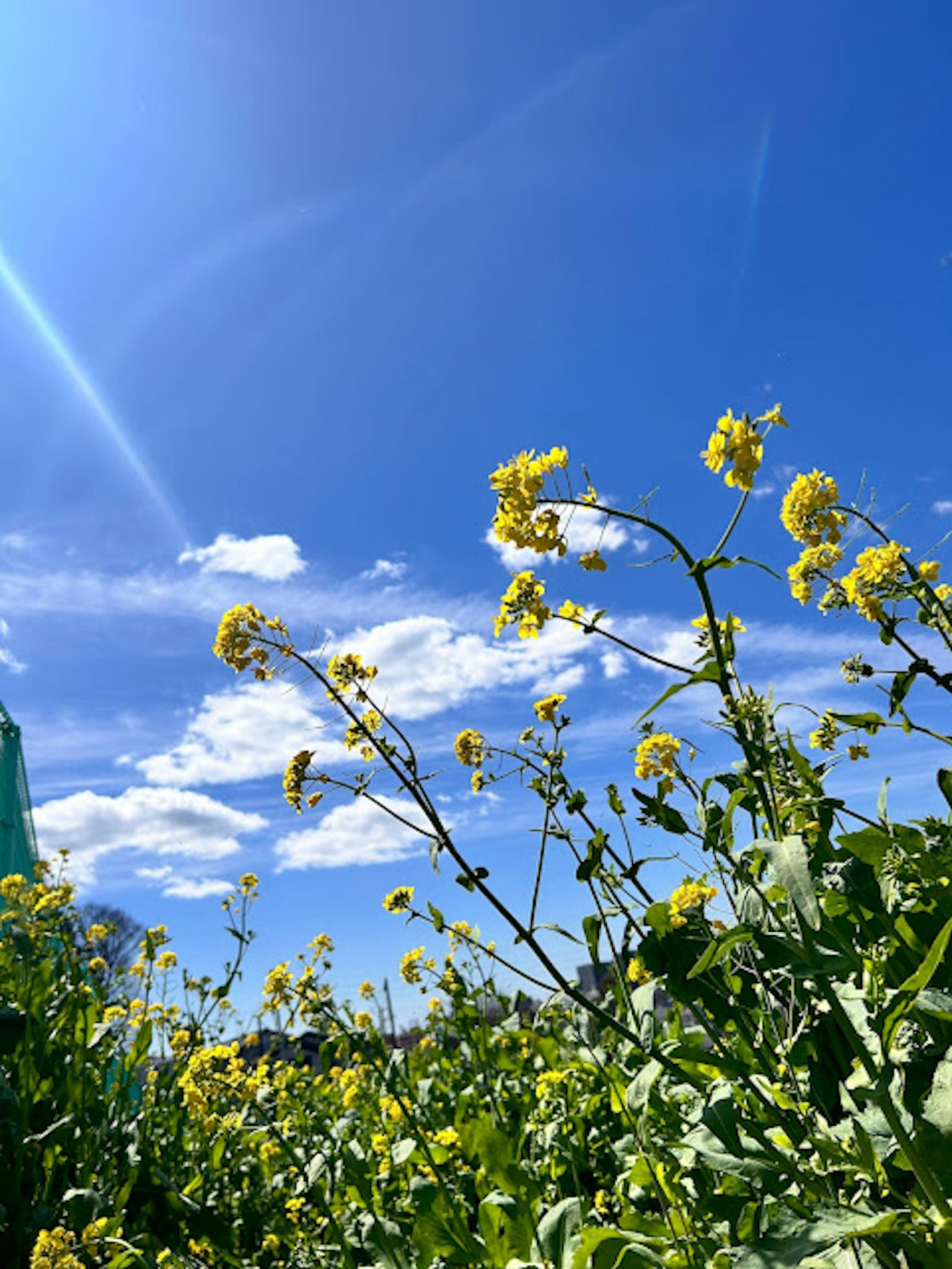 Feld mit gelben Blumen unter einem hellblauen Himmel mit flauschigen Wolken