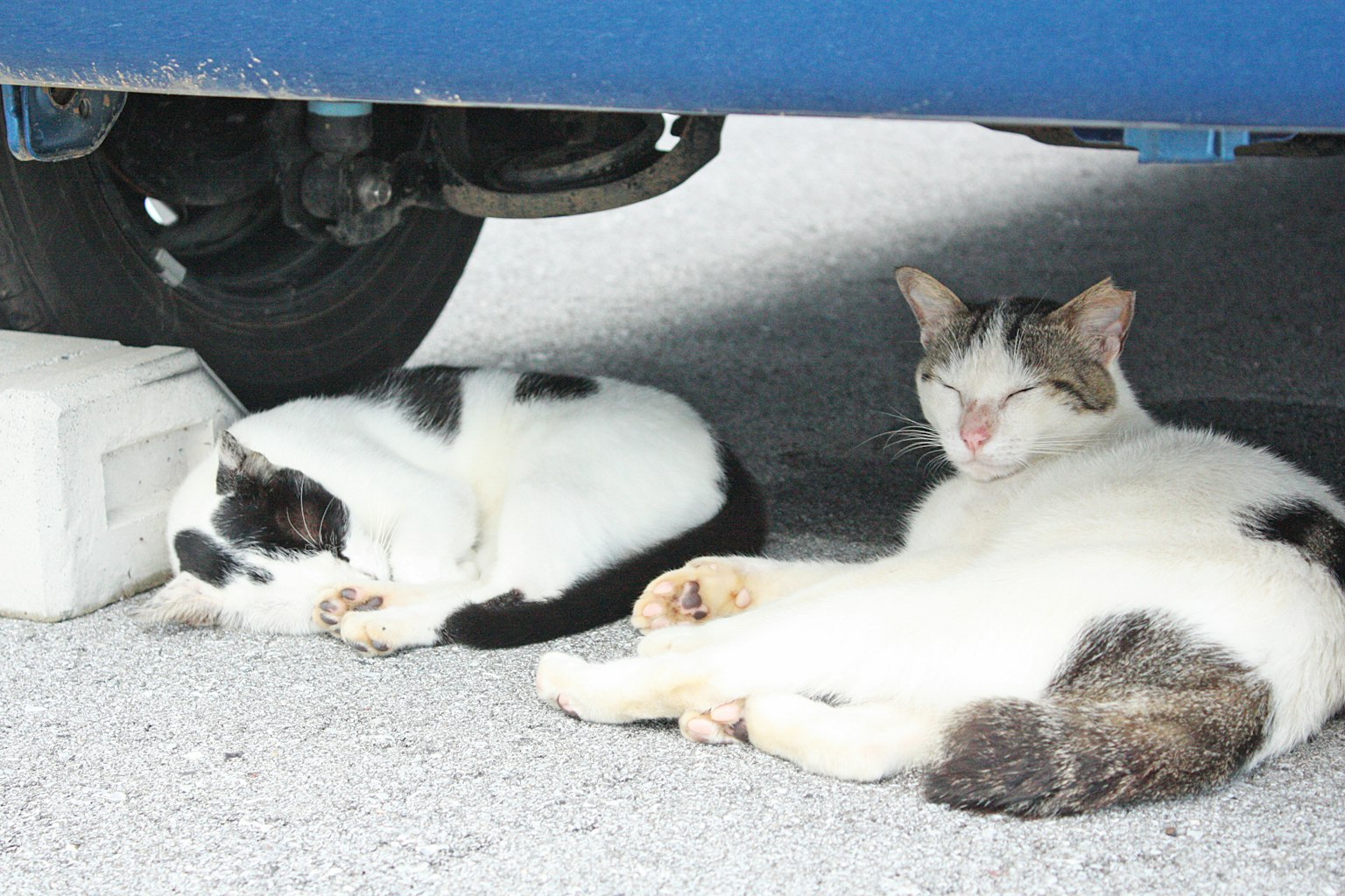 Dos gatos durmiendo debajo de un coche