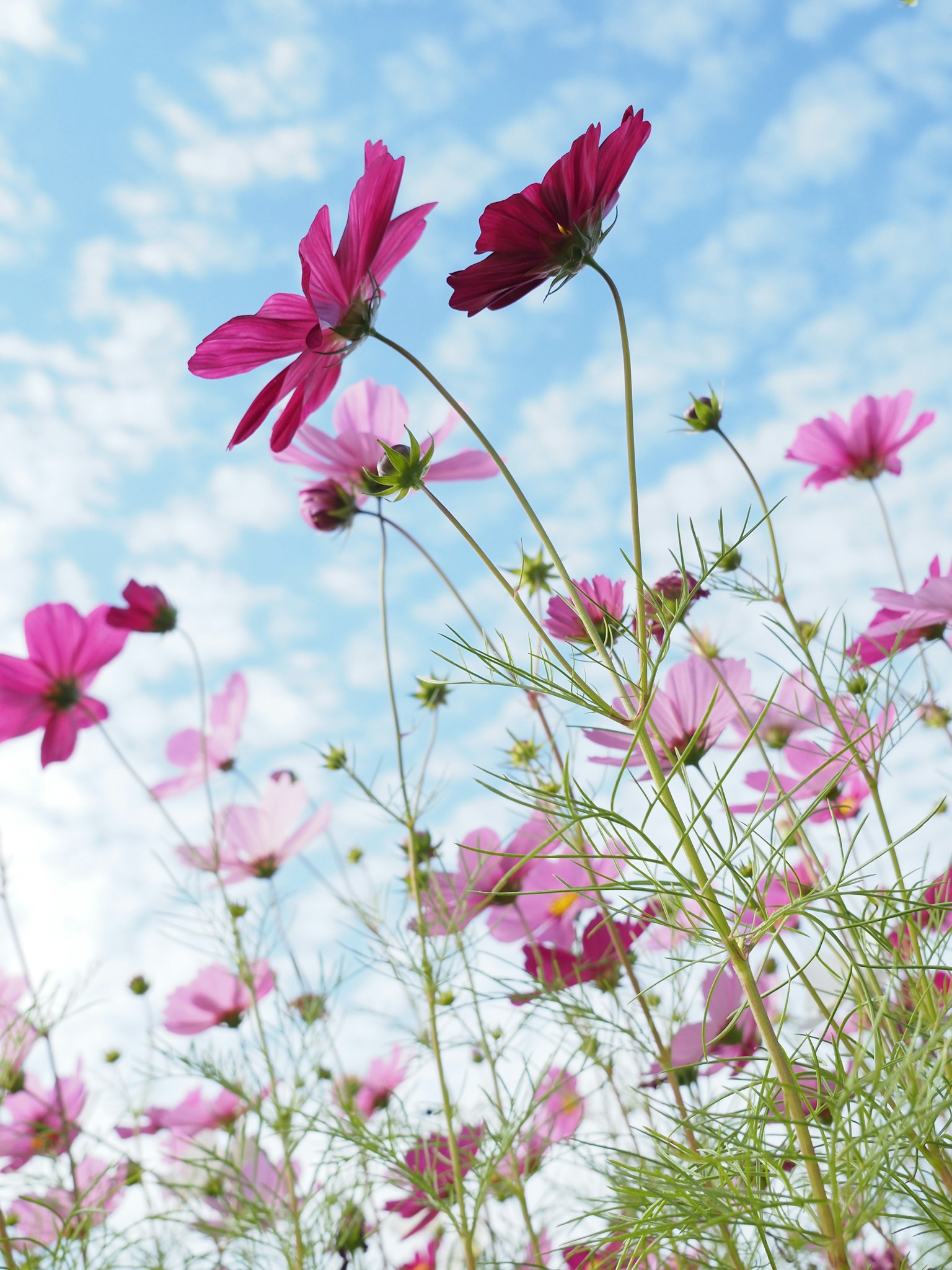 Nahaufnahme von rosa Kosmosblüten unter einem blauen Himmel