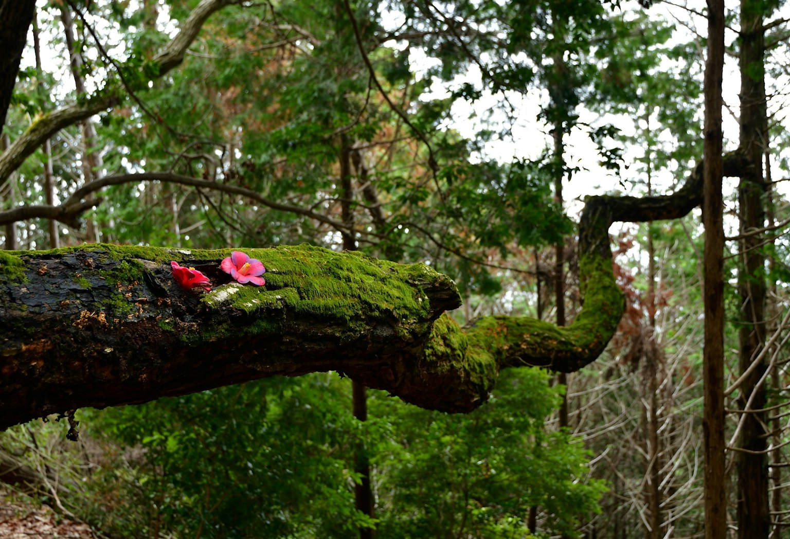 Rama de árbol cubierta de musgo con flores rosas en un bosque verde