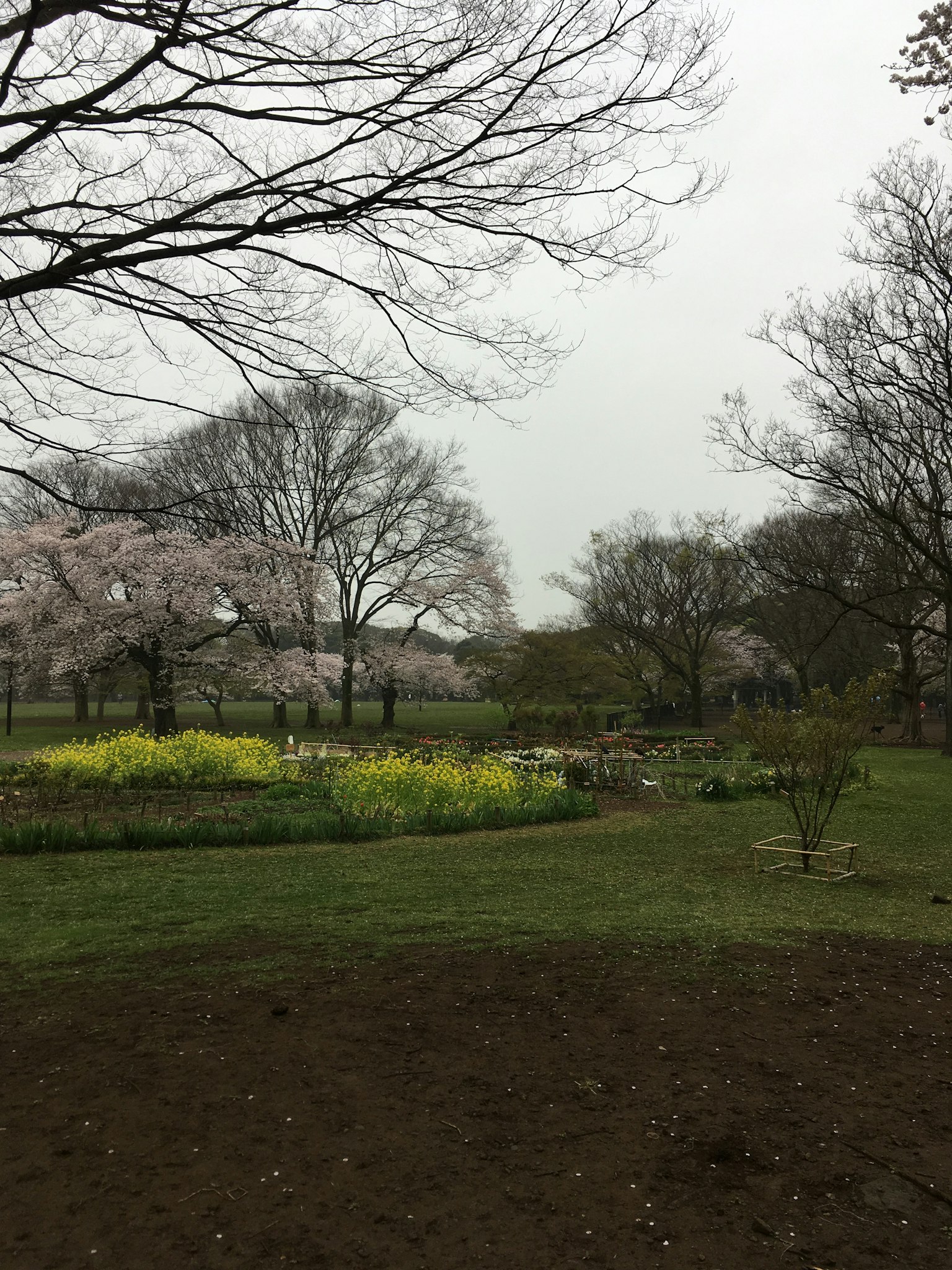公园风景，花朵盛开在阴天