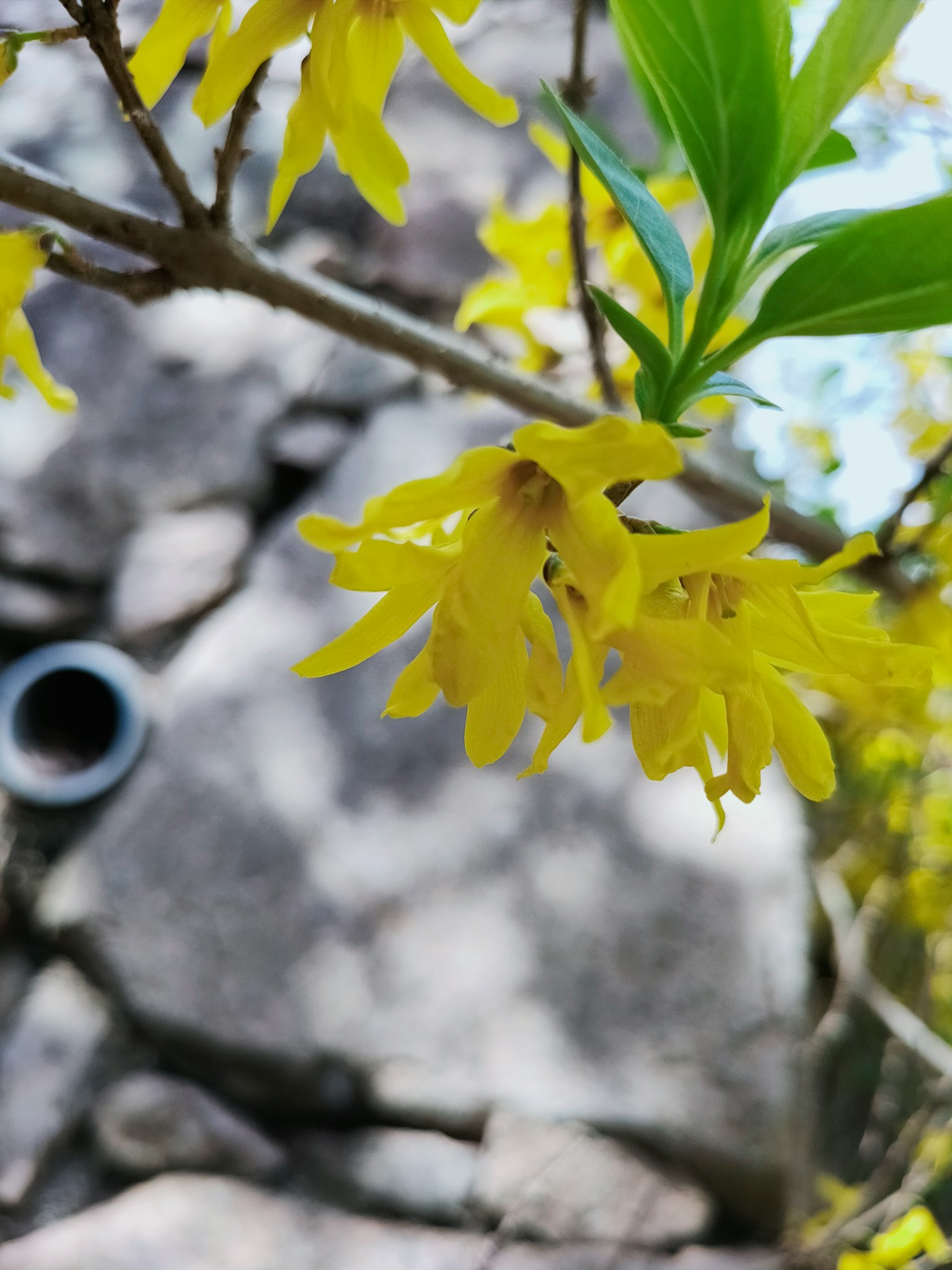 Gros plan sur des fleurs jaunes et des feuilles vertes sur une branche d'arbre