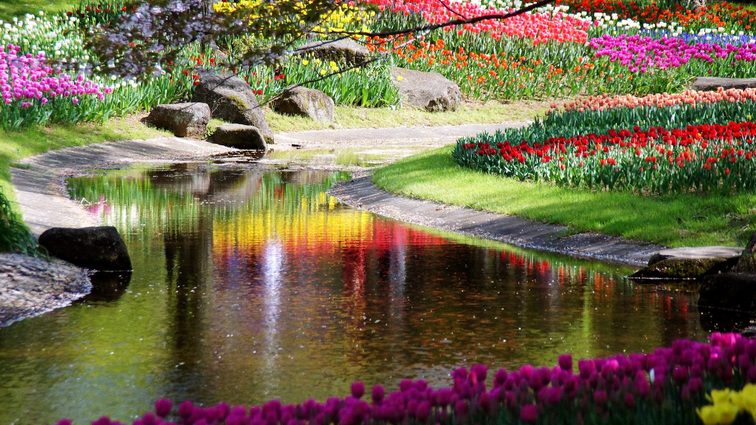 Eine schöne Gartenszene mit bunten Tulpen und einem ruhigen Teich