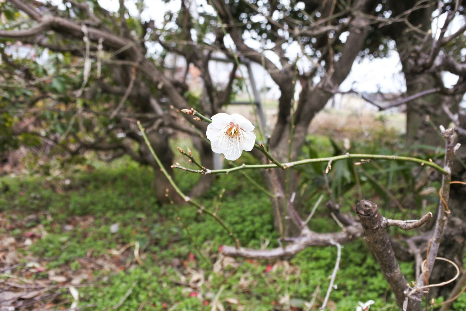 A single white flower blooming on a twig with green grass and tree trunks in the background