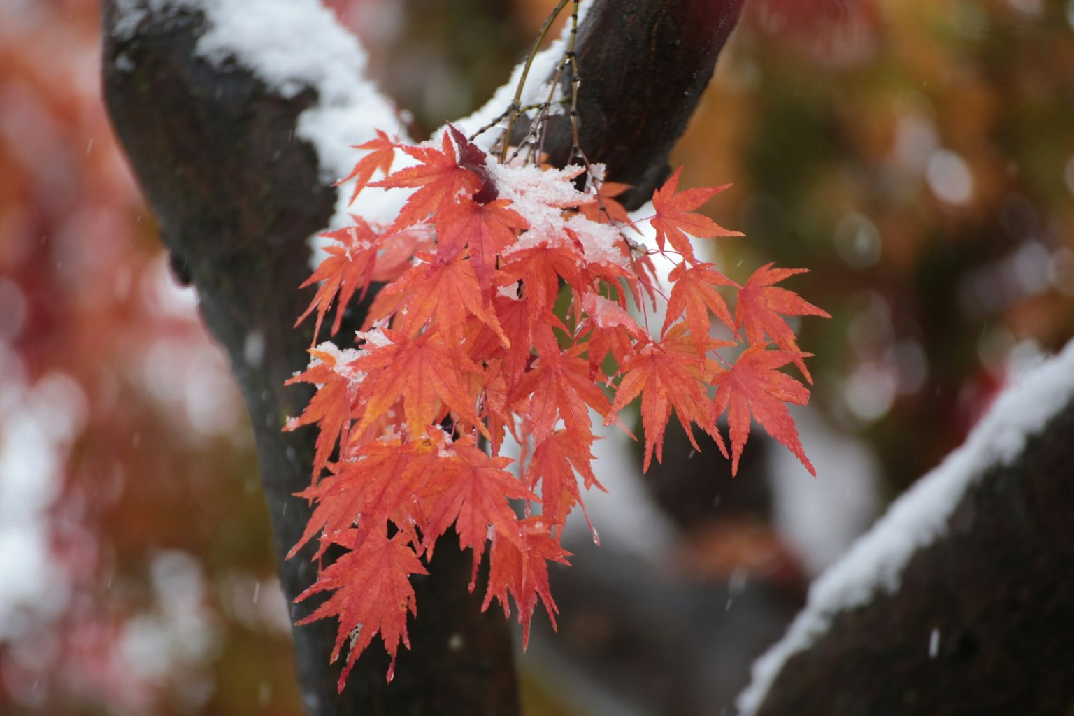 Hojas de arce rojas cubiertas de nieve en una rama