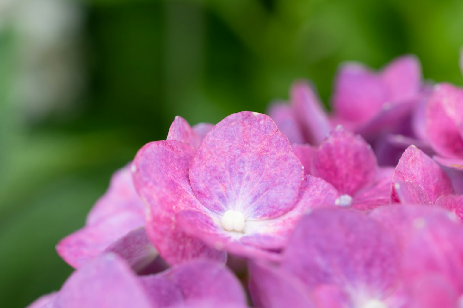 粉色绣球花的特写