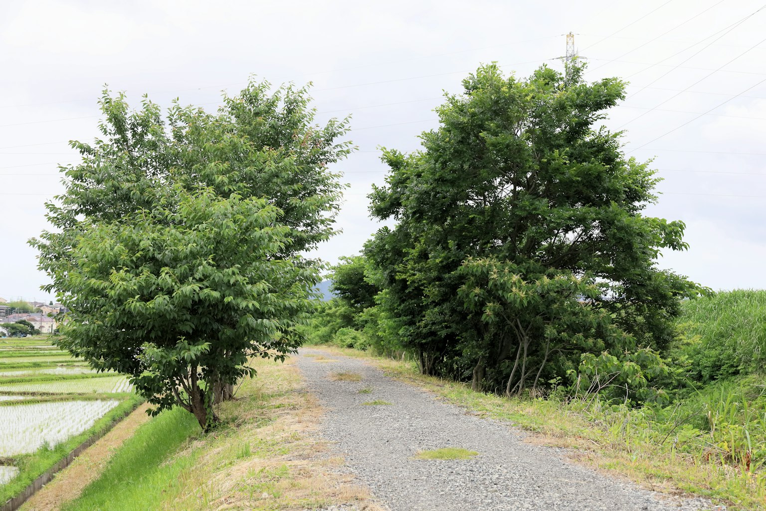 Sentiero panoramico fiancheggiato da alberi rigogliosi e vegetazione