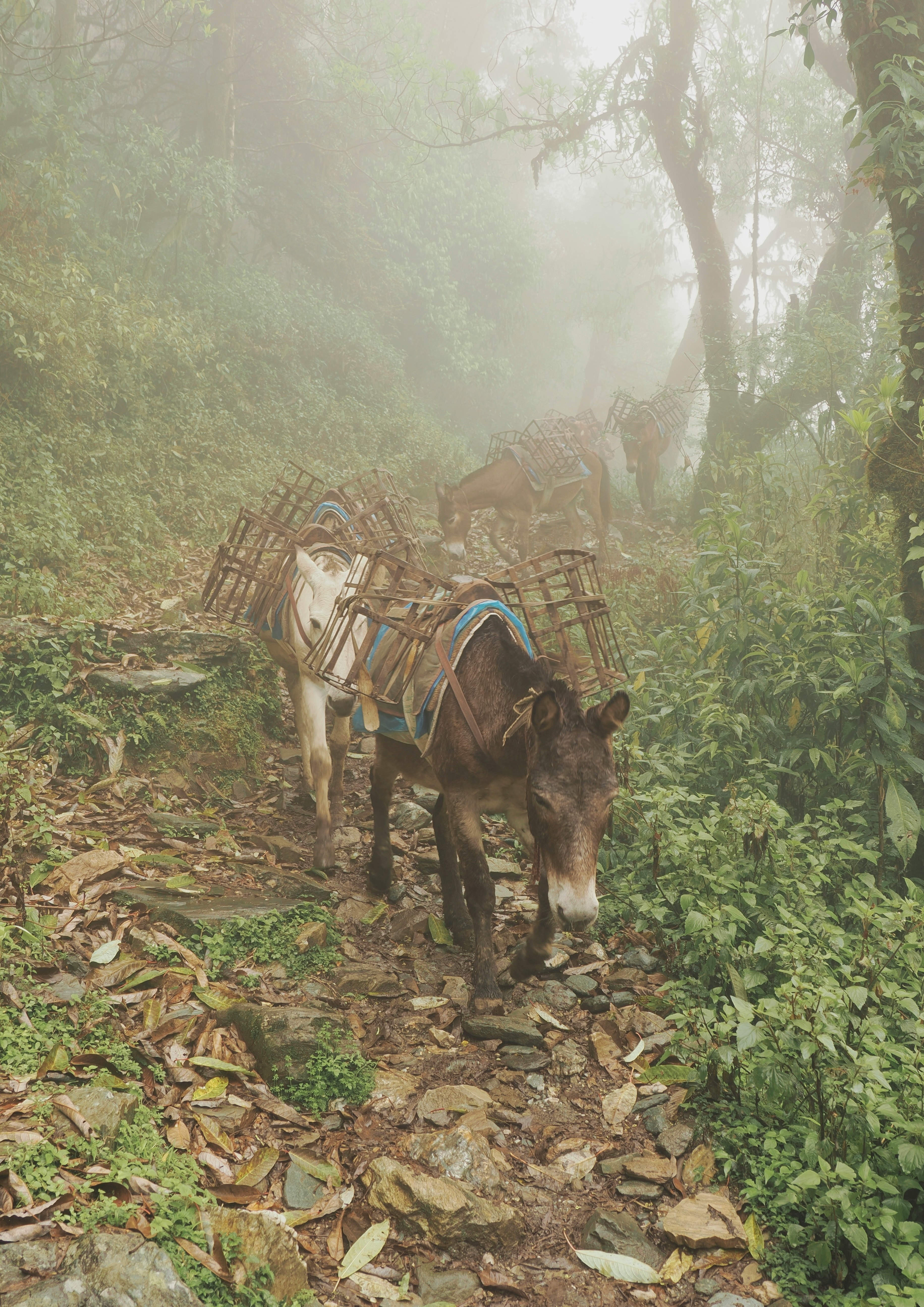 keledai Himalaya Nepal berjalan di jalur hutan berkabut