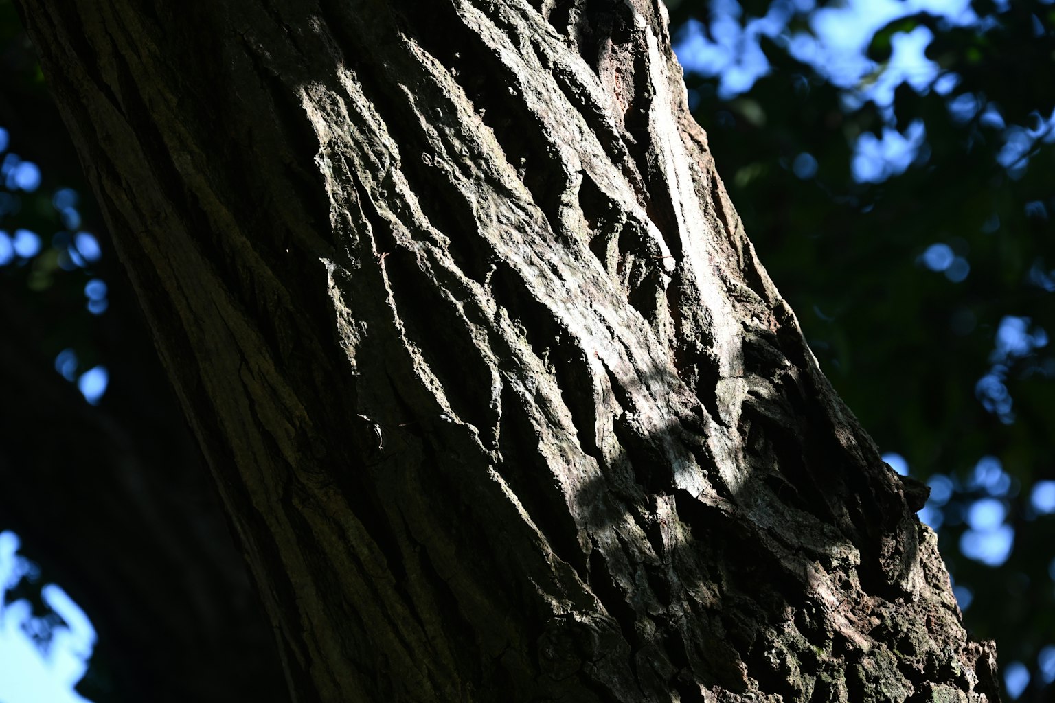 Texturierte Baumrinde mit Schatten