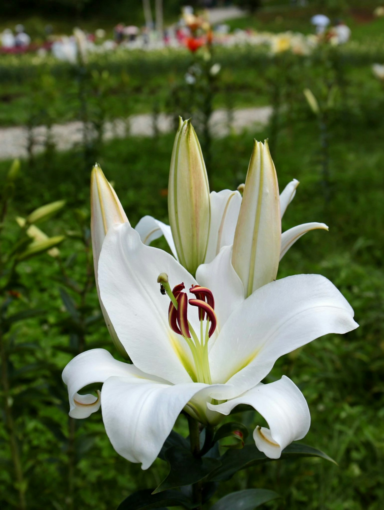 白色百合花的特写，带有花蕾，背景是生机勃勃的花园