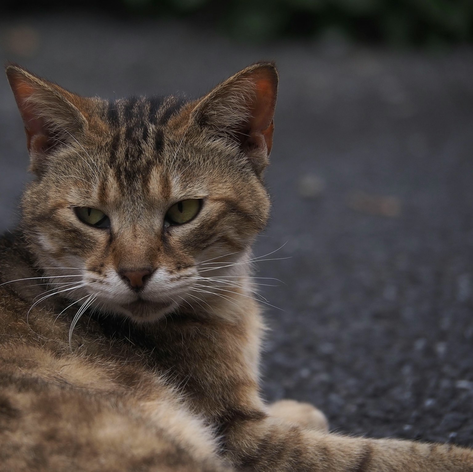 Un gatto tigrato con macchie marroni sdraiato a terra