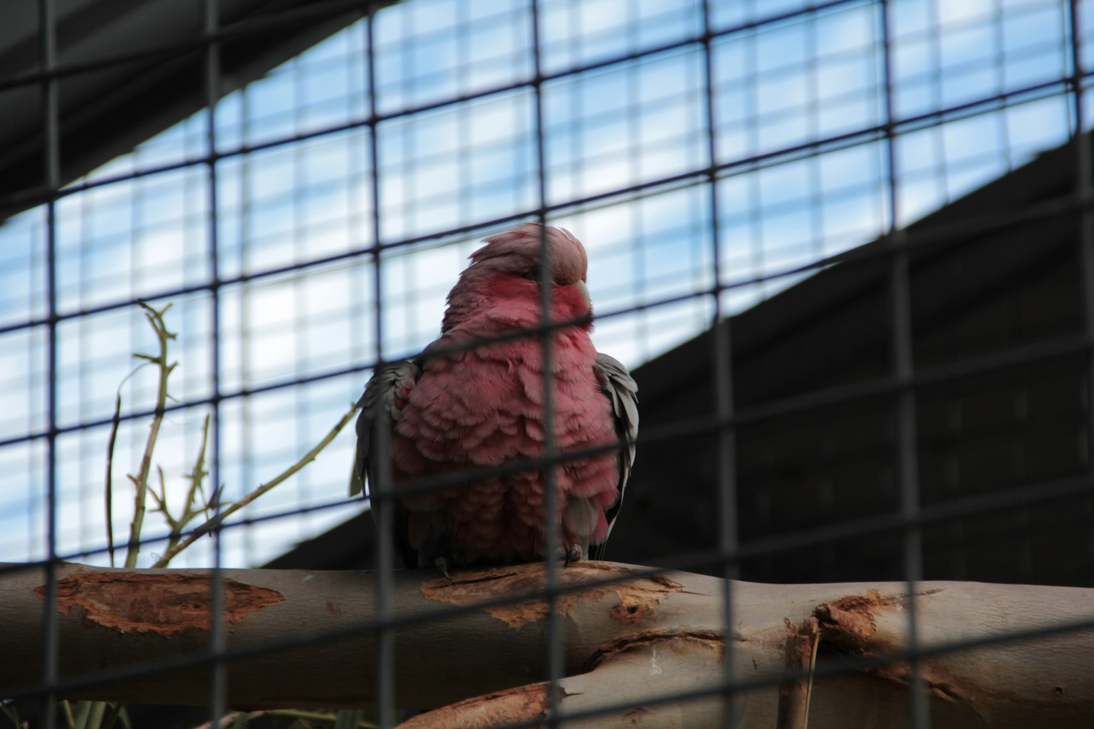 Ein rosa Vogel sitzt auf einem Ast in einem Käfig