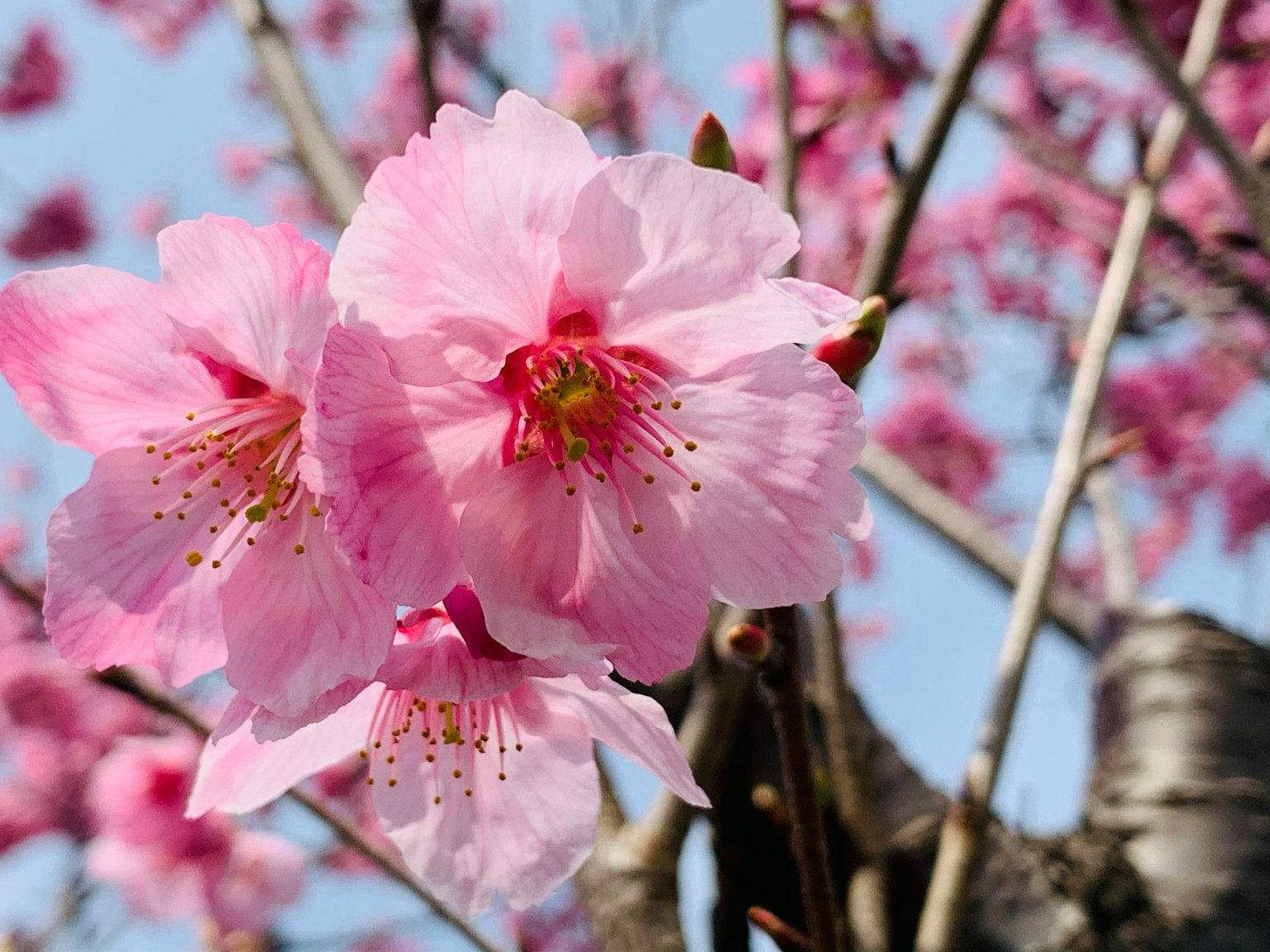 Gros plan de fleurs de cerisier sur une branche Fleurs roses avec des centres verts éclatants
