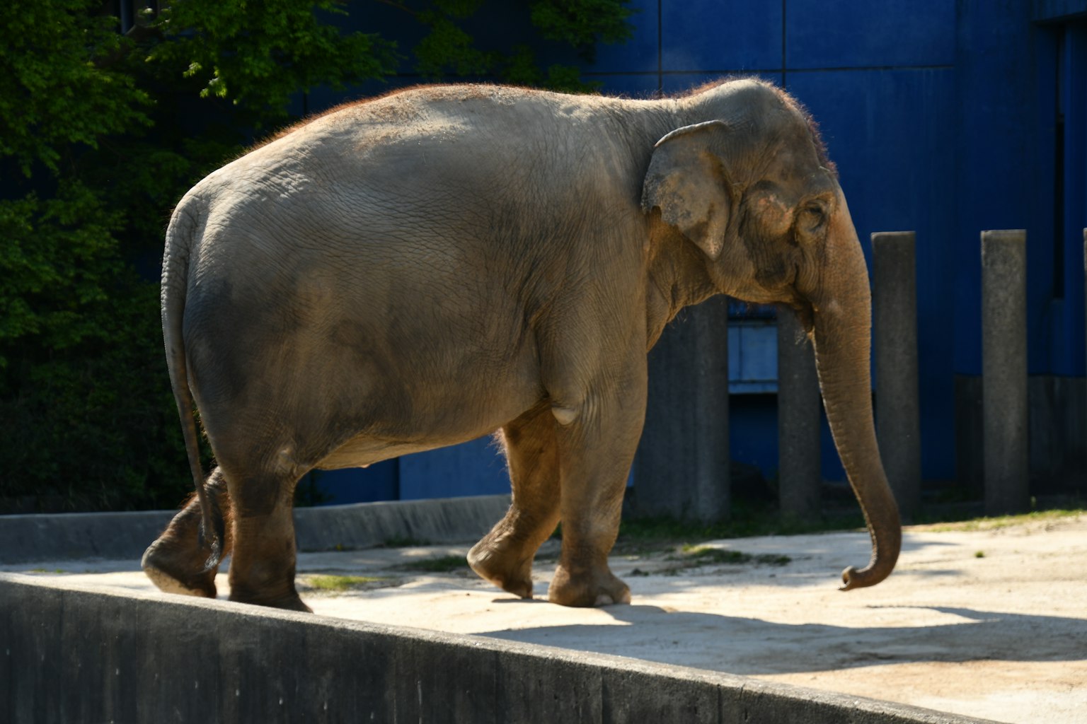 Elefant geht vor einem blauen Hintergrund