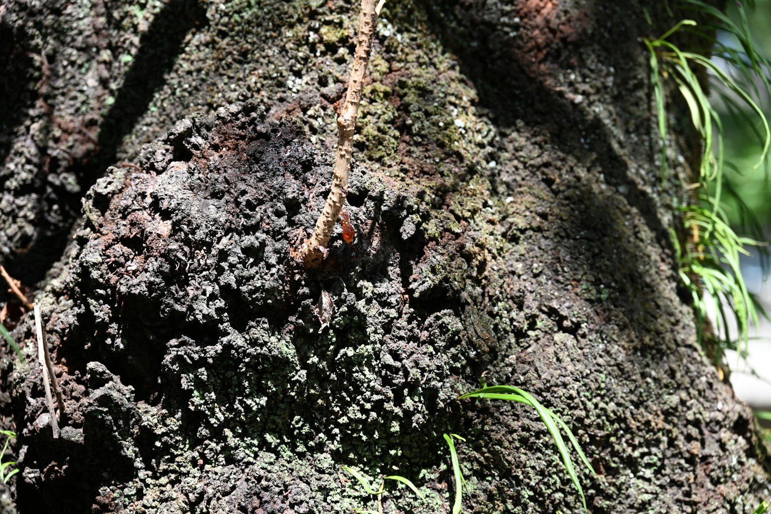 Close-up of moss and plants growing on a tree trunk