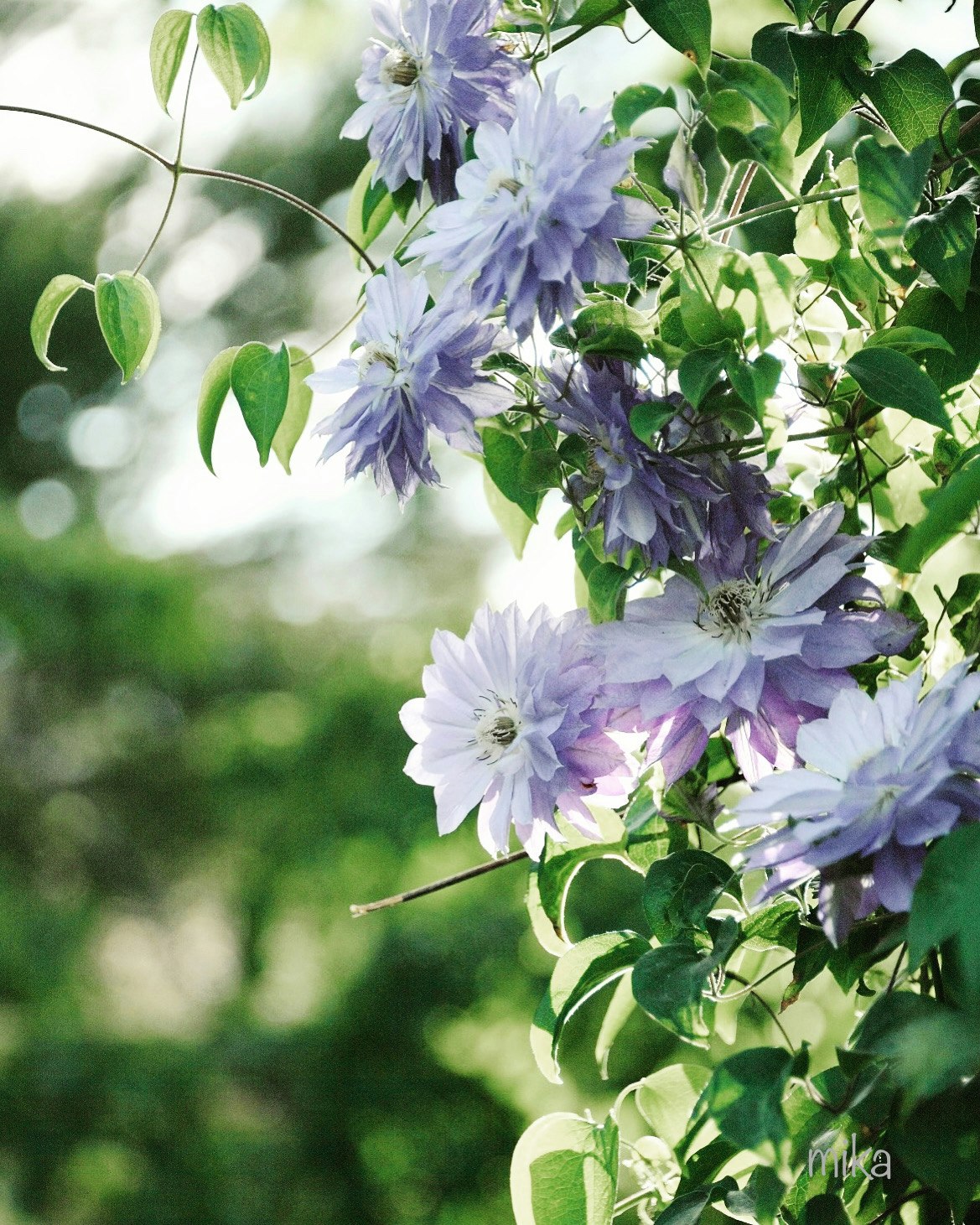 京都府立植物園のクレマチスの花