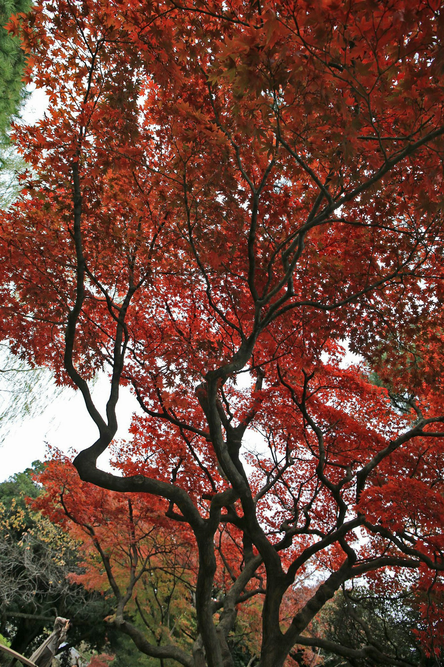 Blick von unten auf einen Baum mit leuchtend roten Blättern