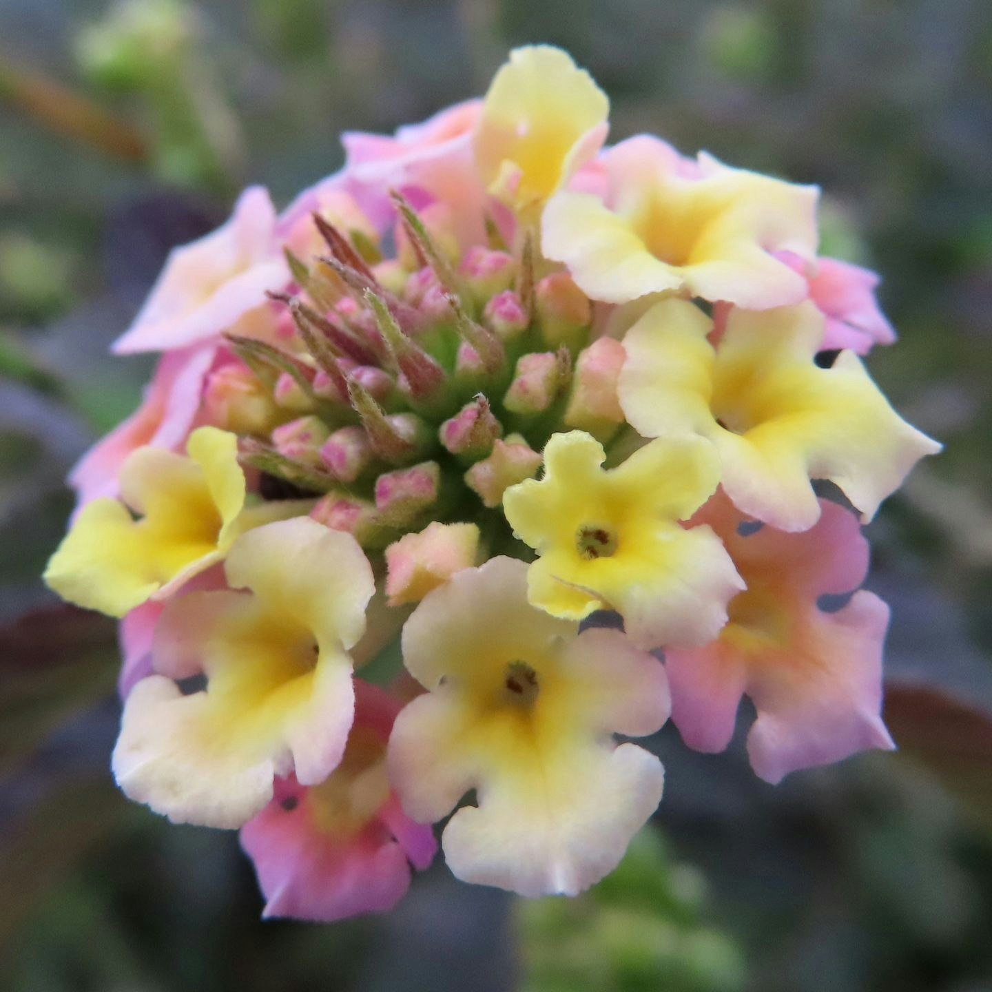 primo piano di fiori a grappolo rosa pastello e giallo