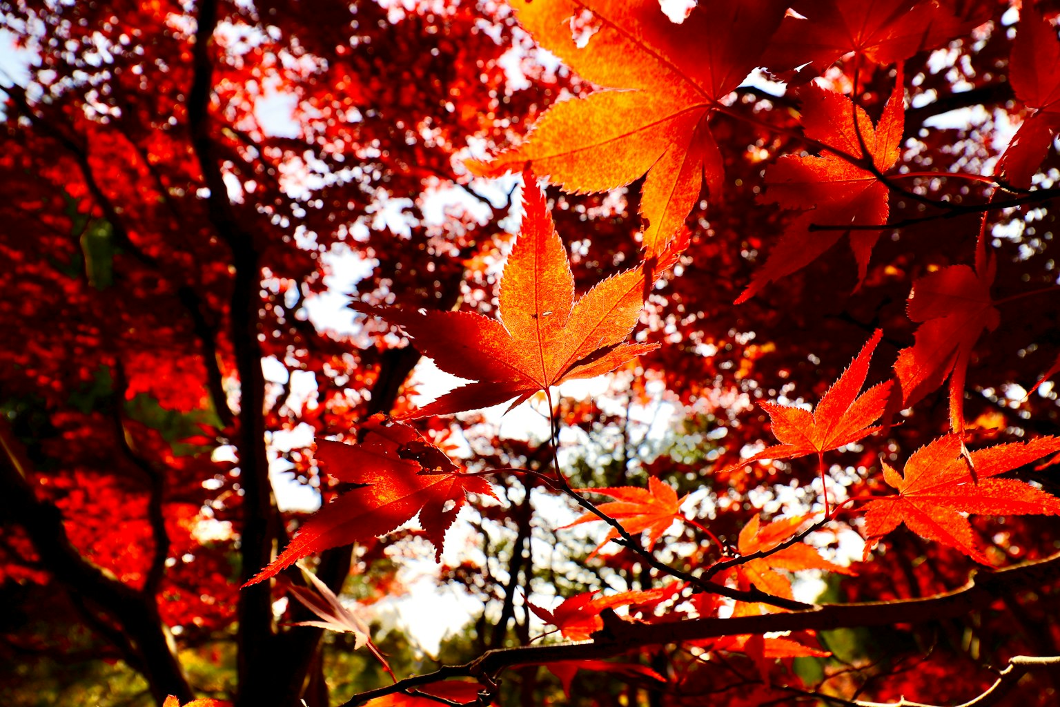 Foglie rosse vivaci che mostrano un paesaggio autunnale