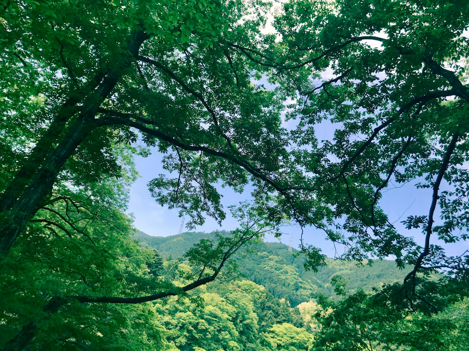 郁郁葱葱的树木框住蓝天的景色