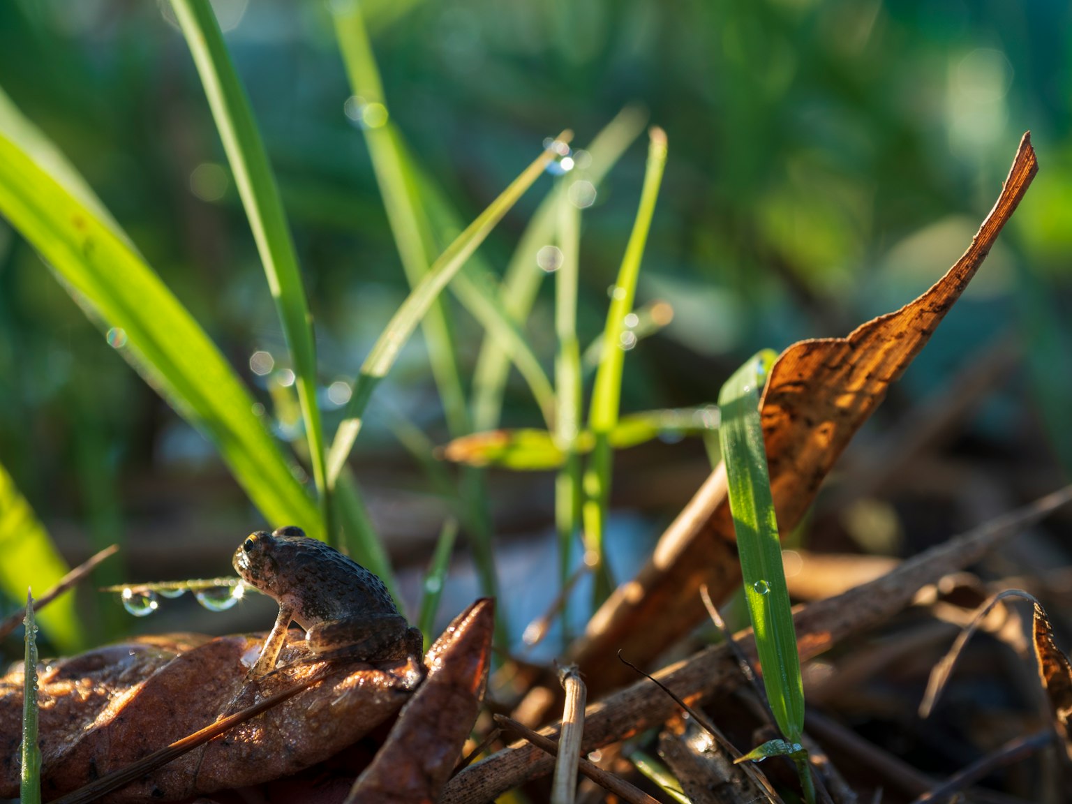 Grenouille avec goutte de rosée près de l'herbe et des feuilles mortes