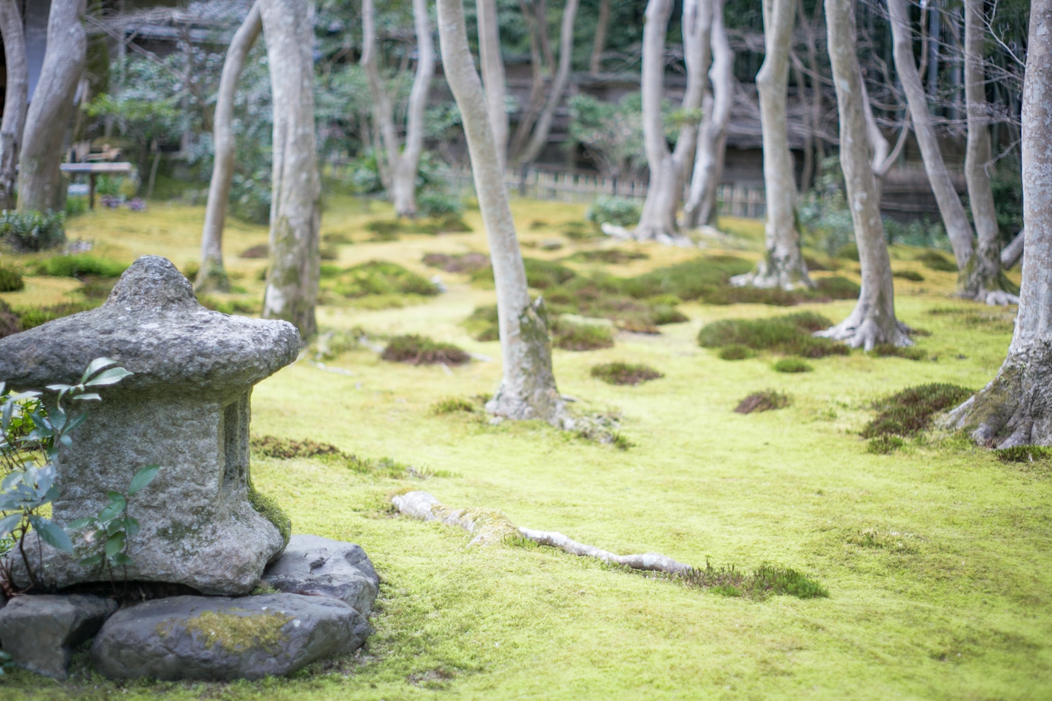 Un jardín sereno con suelo cubierto de musgo y una escultura de piedra rodeada de árboles