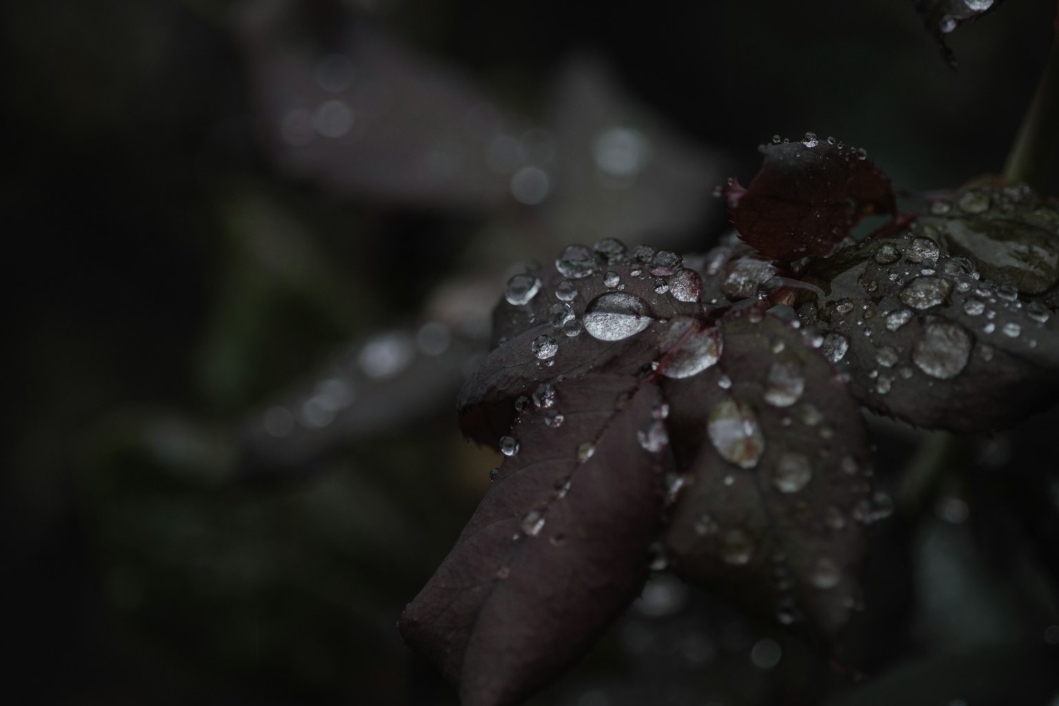 Close-up of droplets on leaves with a dark background