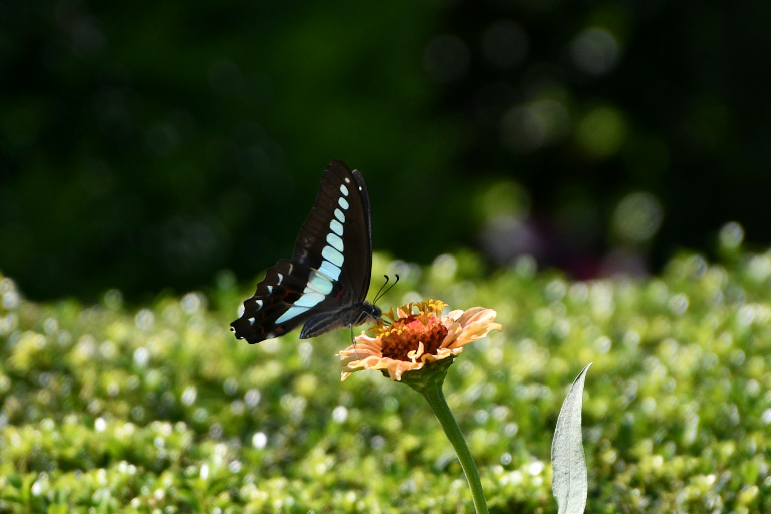 Una farfalla blu posata su un fiore appassito in un giardino
