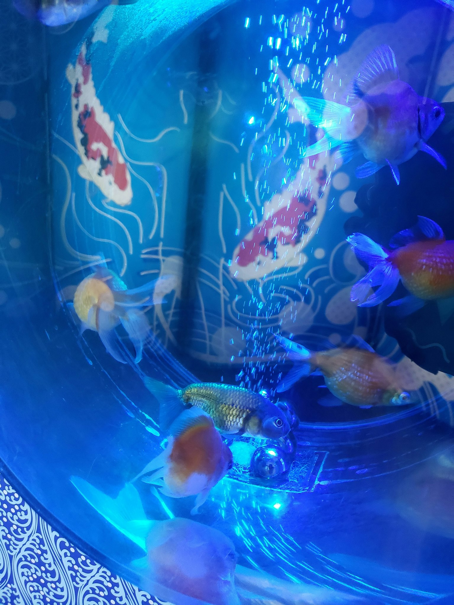 五彩斑斓的金鱼在蓝色水族箱中游动，背景有装饰性图案