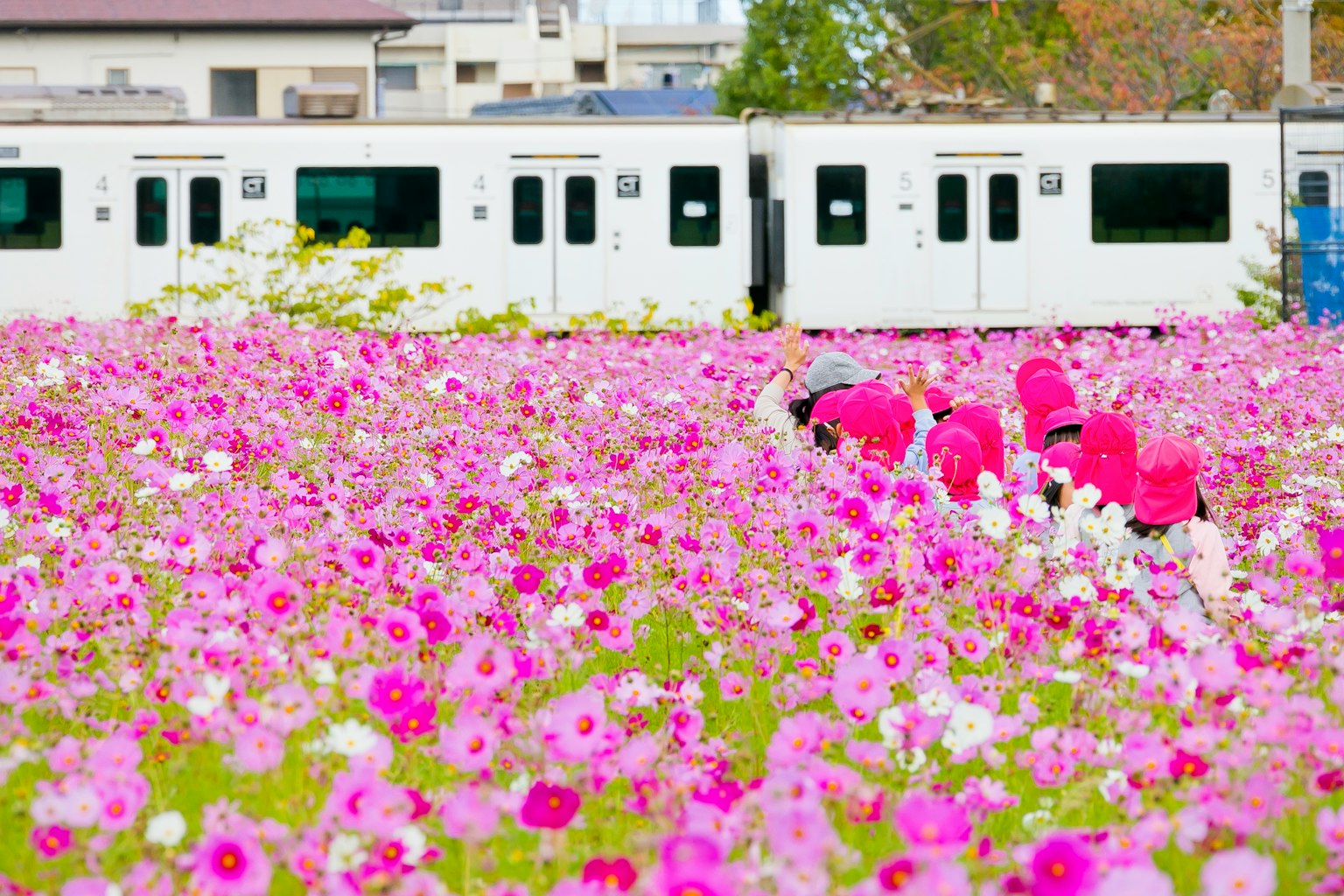 在花田裡工作的人和背景中的白色火車