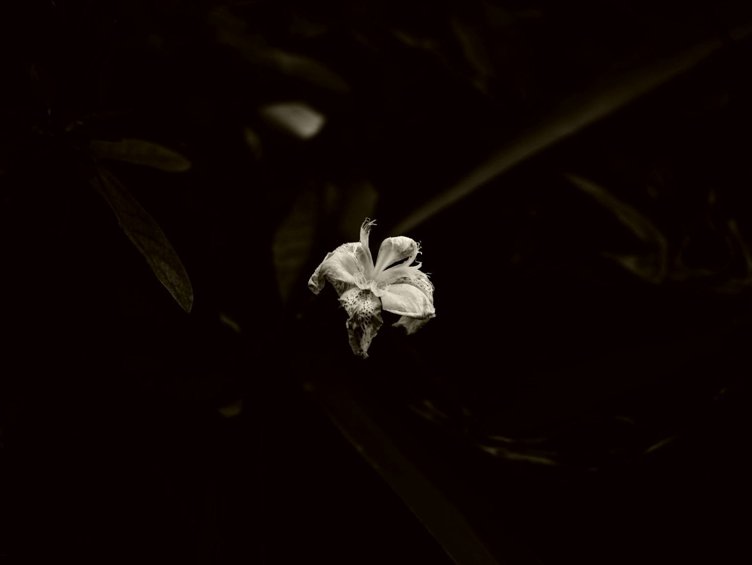 黑暗背景上的白色花朵特写