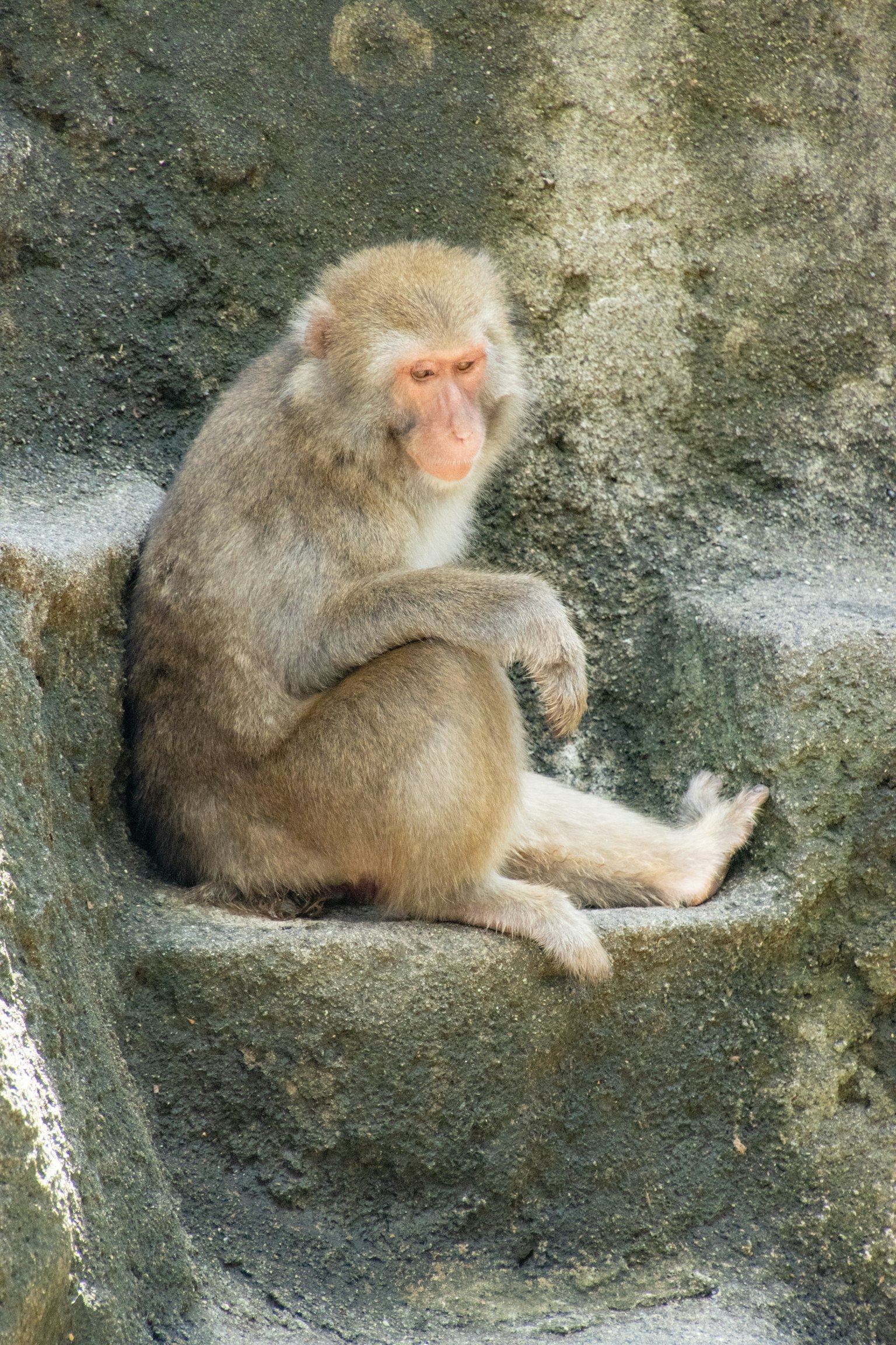 Un singe macaque assis détendu sur une roche