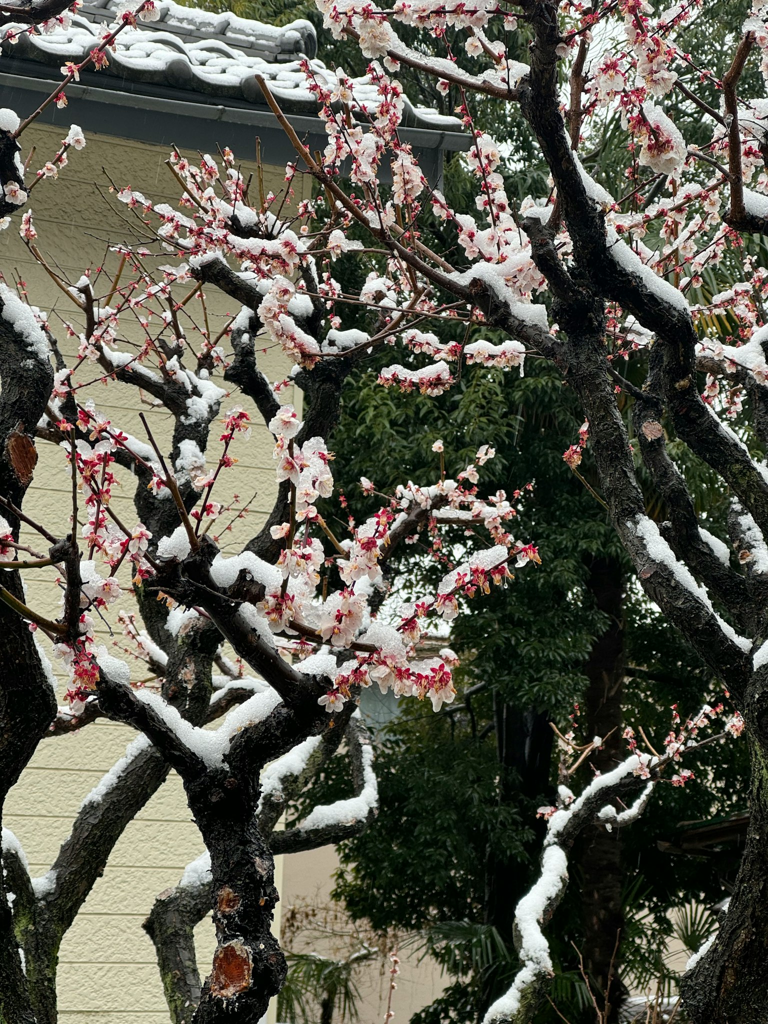 Peach tree branches covered in snow with blooming pink flowers