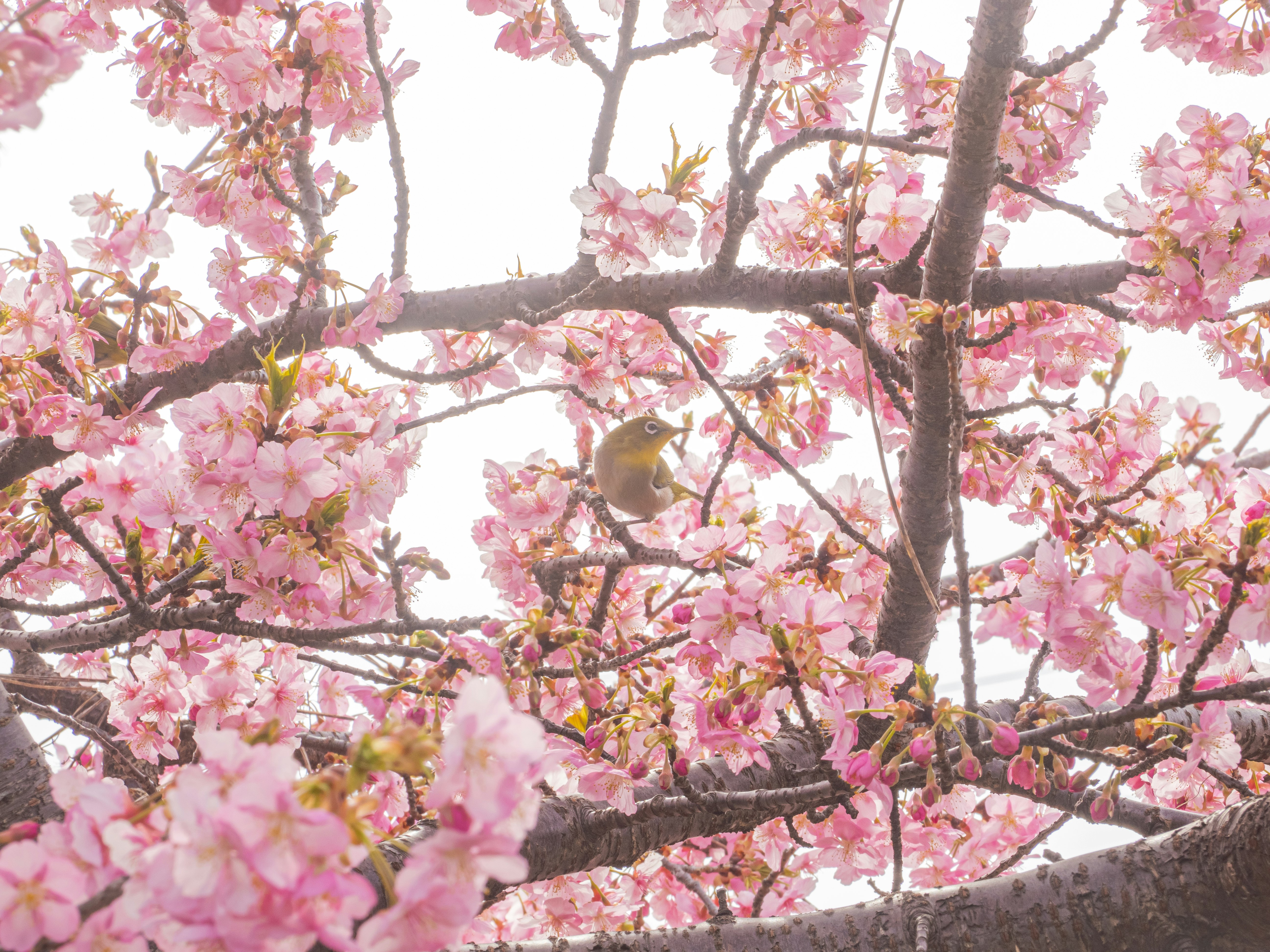 満開の桜の花と枝にとまる小鳥のある風景