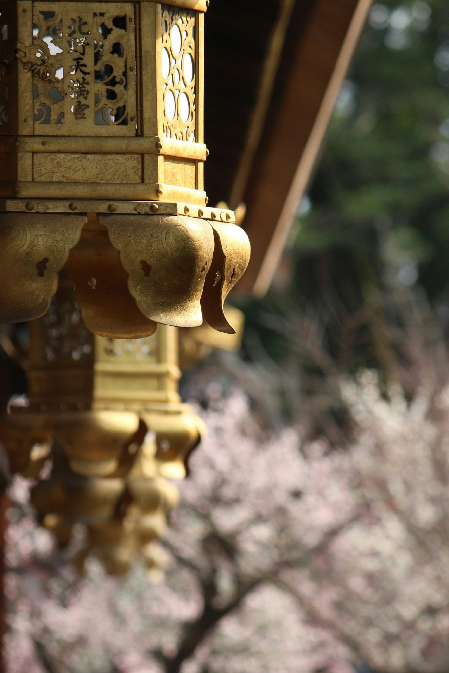 Lentera emas tergantung dari atap kuil dengan pohon sakura di latar belakang