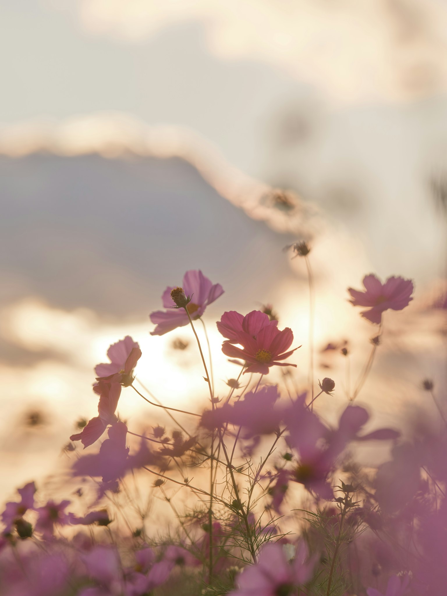 Cosmos flowers with sunset background