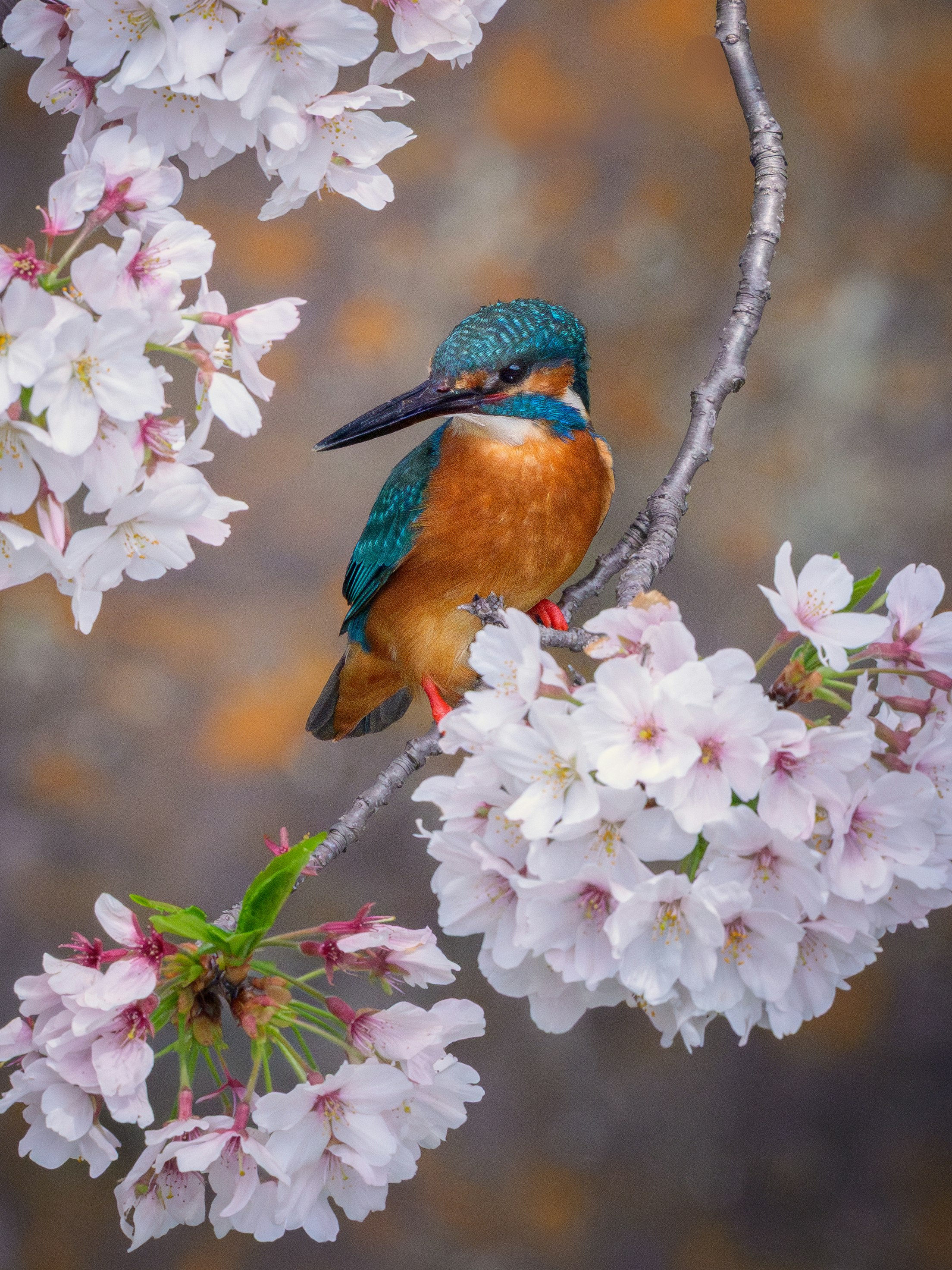 桜の枝にとまるカワセミ