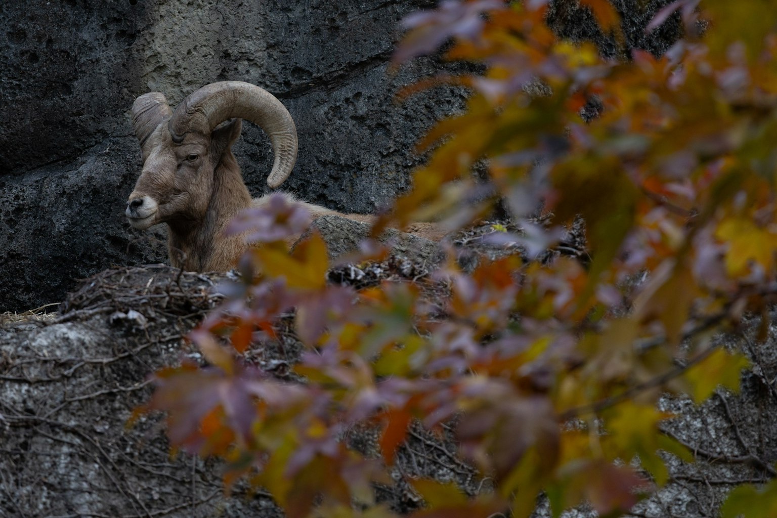 Un grand mouton à cornes sur un rebord rocheux entouré de feuilles d'automne